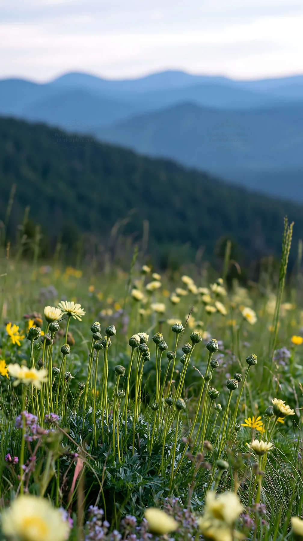 Spring meadow with wildflowers and distant mountains - AI-generated stock image