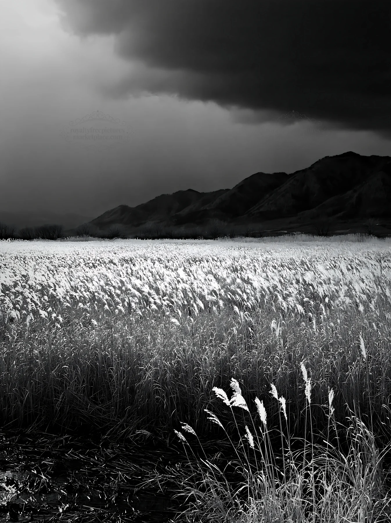 Shiga wetland meadow with reeds under dark clouds - AI-generated stock image