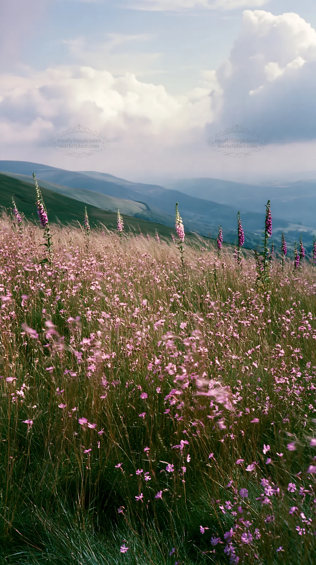 Meadow with campion flowers in a mountainous landscape - AI-generated stock image