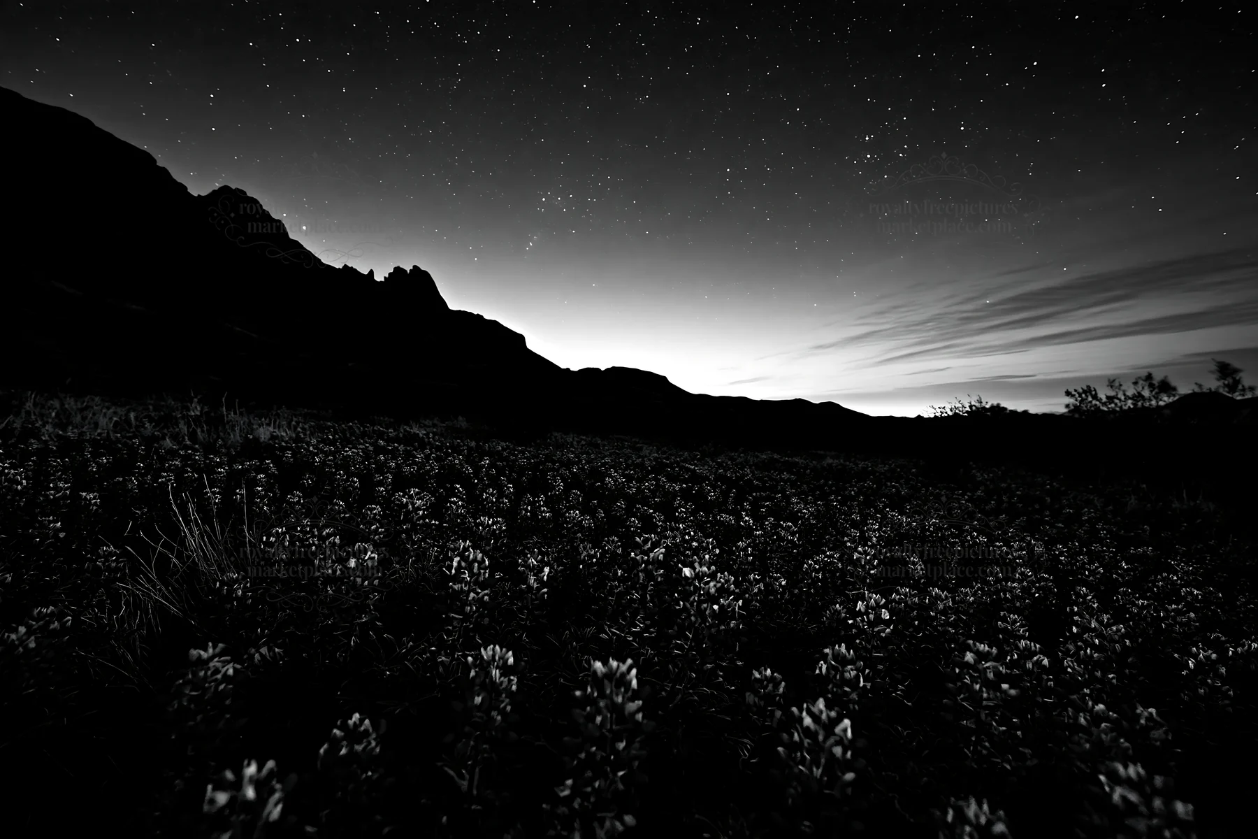 Bluebonnet meadow with mountains and stars at sunrise - AI-generated stock image