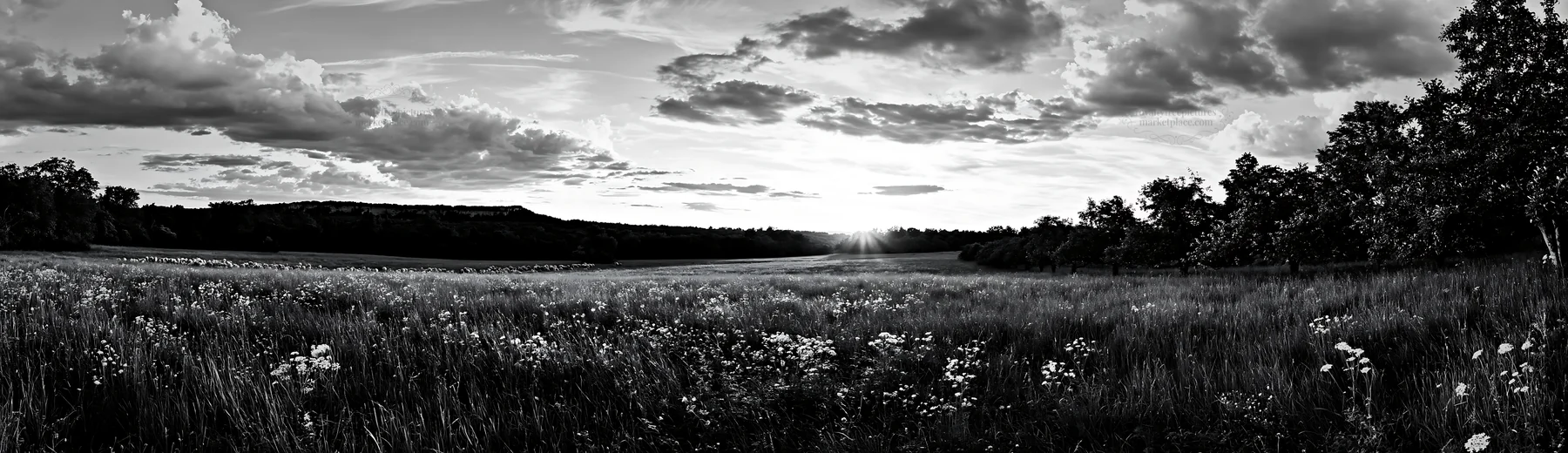 Apple meadow at sunset - AI-generated stock image