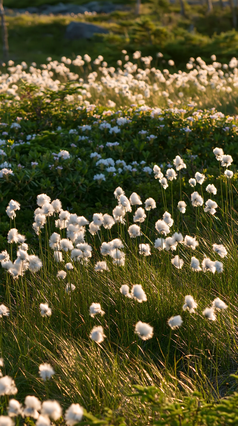 Cottongrass meadow in evening light - AI-generated stock image