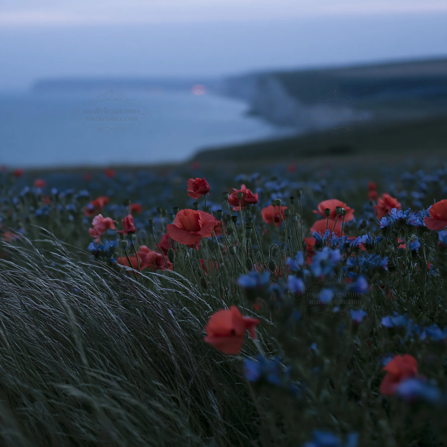 Viper's-bugloss meadow with poppies near the coast - AI-generated stock image