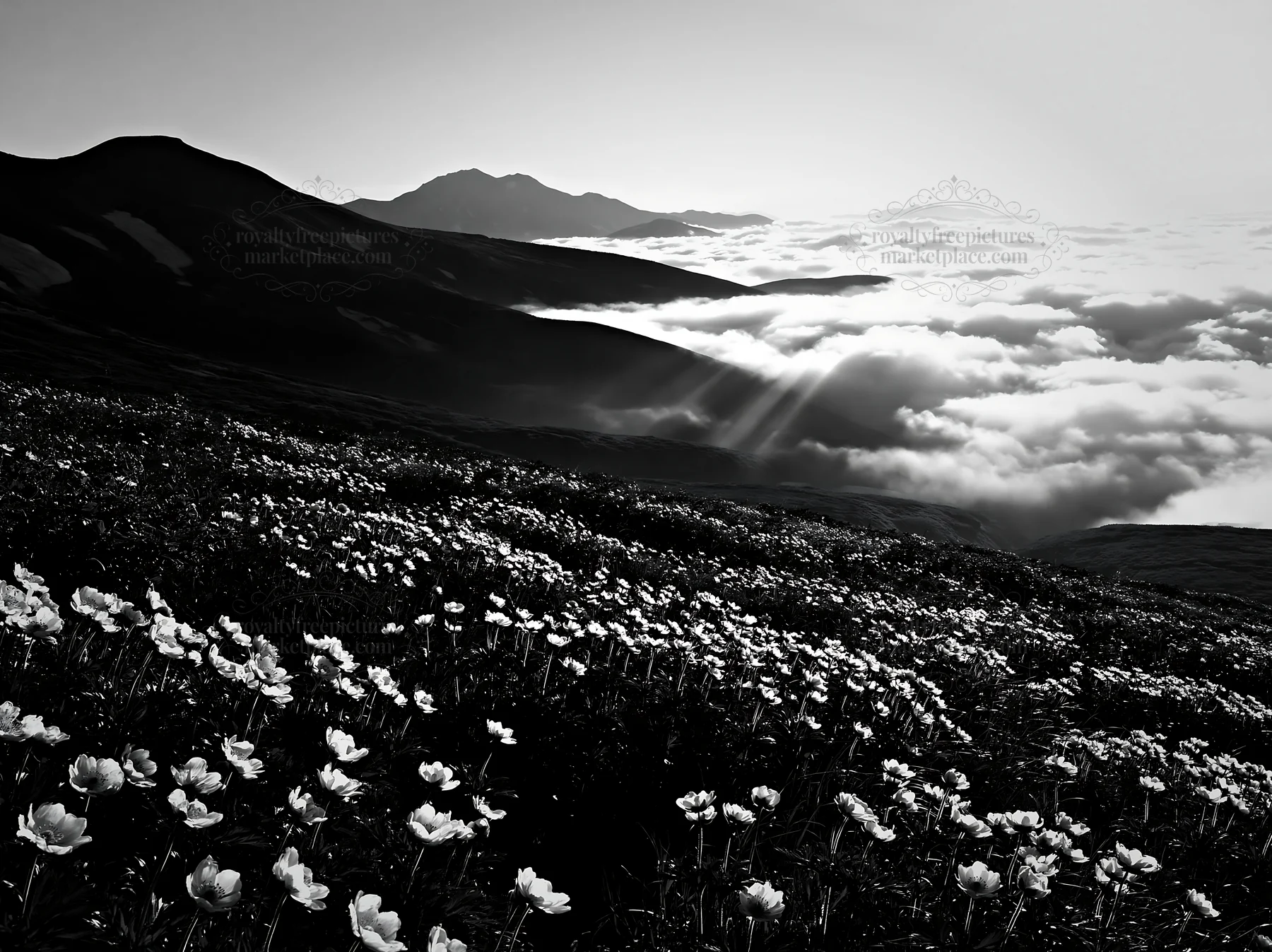 Black and white daisetsuzan alpine meadow light rays shine through clouds - AI-generated stock image