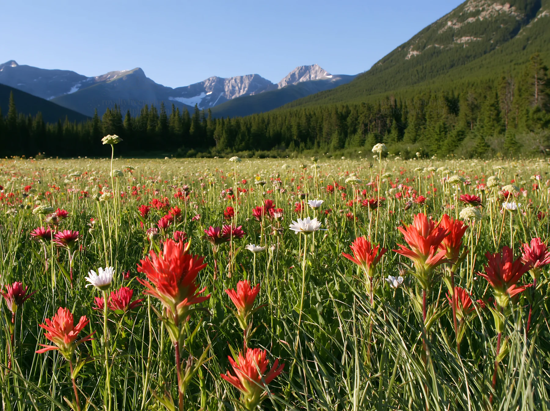 Vivid flowers in Banff meadow with snowy Rocky Mountains - AI-generated stock image