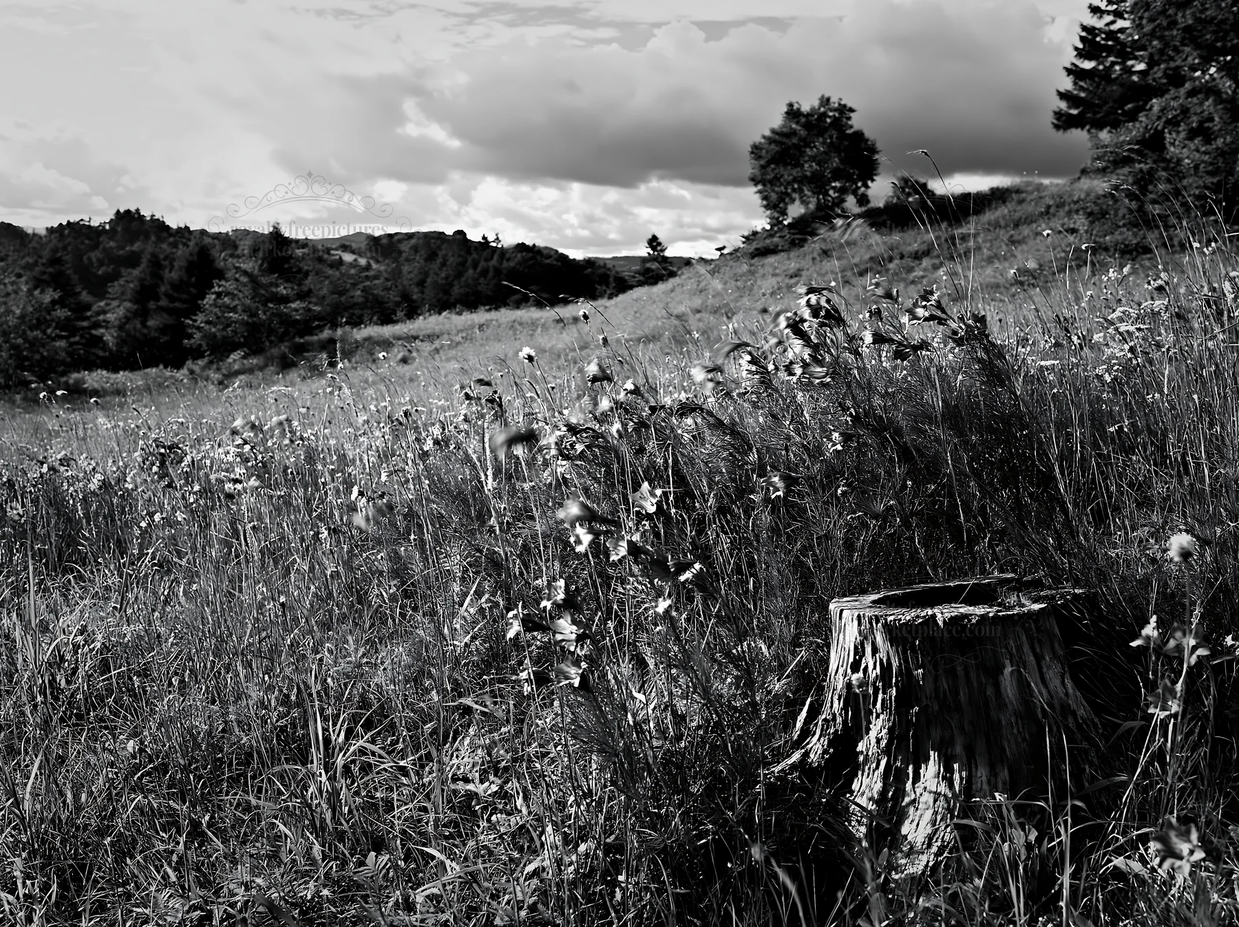 Fukushima native meadow with weathered stump under cloudy sky - AI-generated stock image