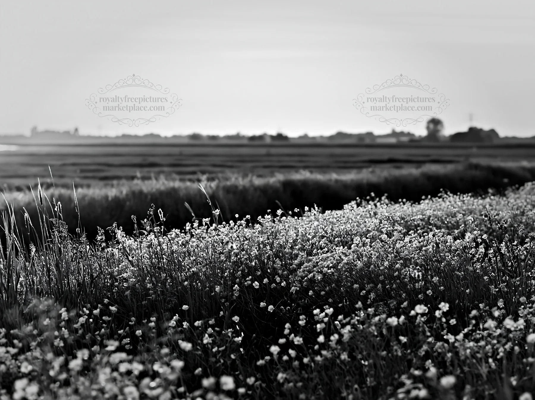 Black and white colorful buttercup meadow at sunset - AI-generated stock image