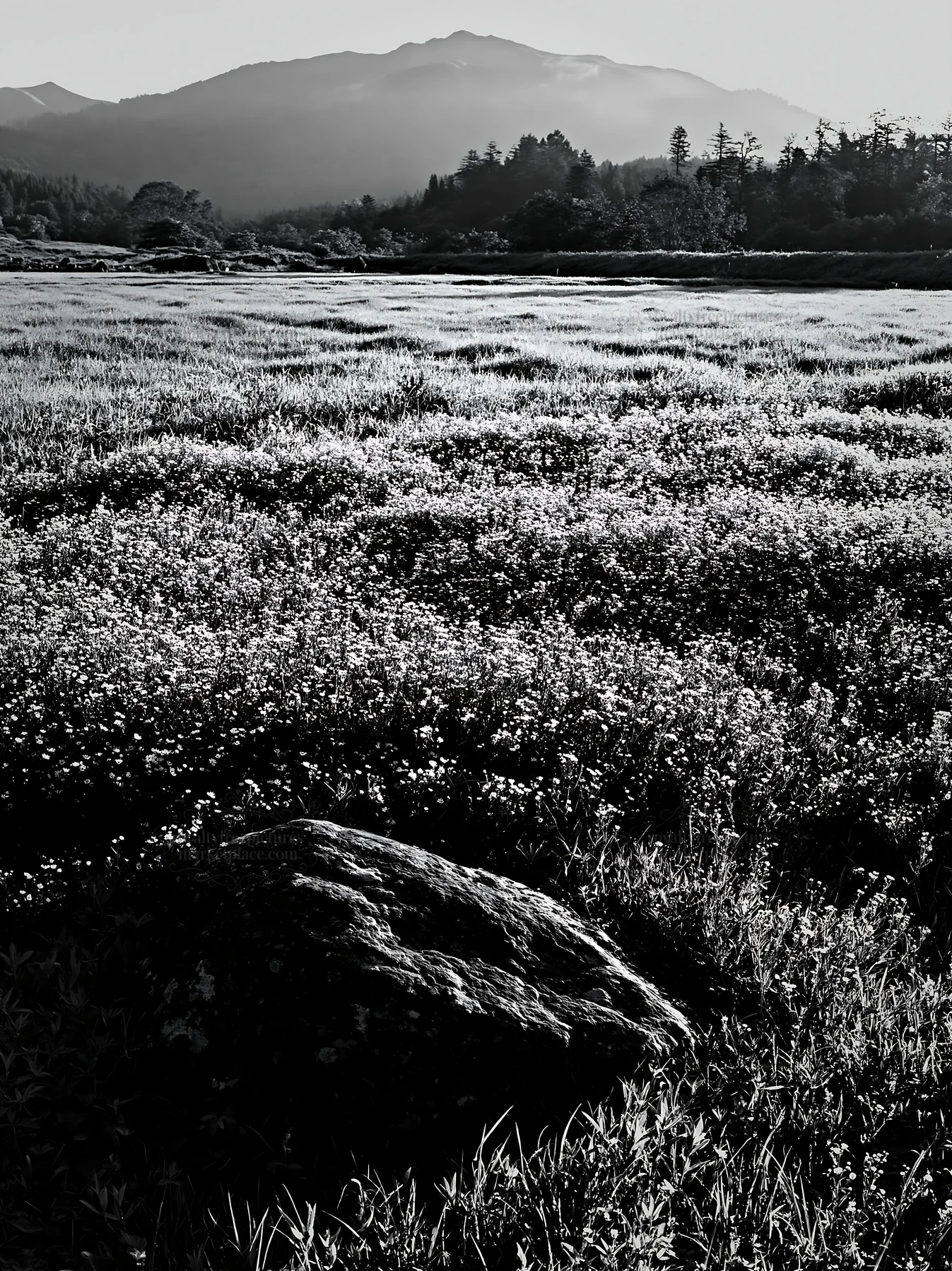 Black and white aomori climate resilient meadow with boulder - AI-generated stock image