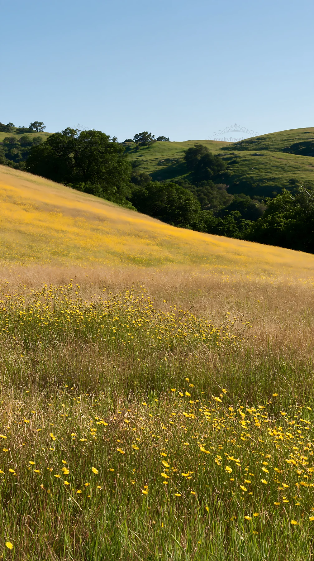 Sunny limestone meadow with warm grasses and yellow flowers - AI-generated stock image