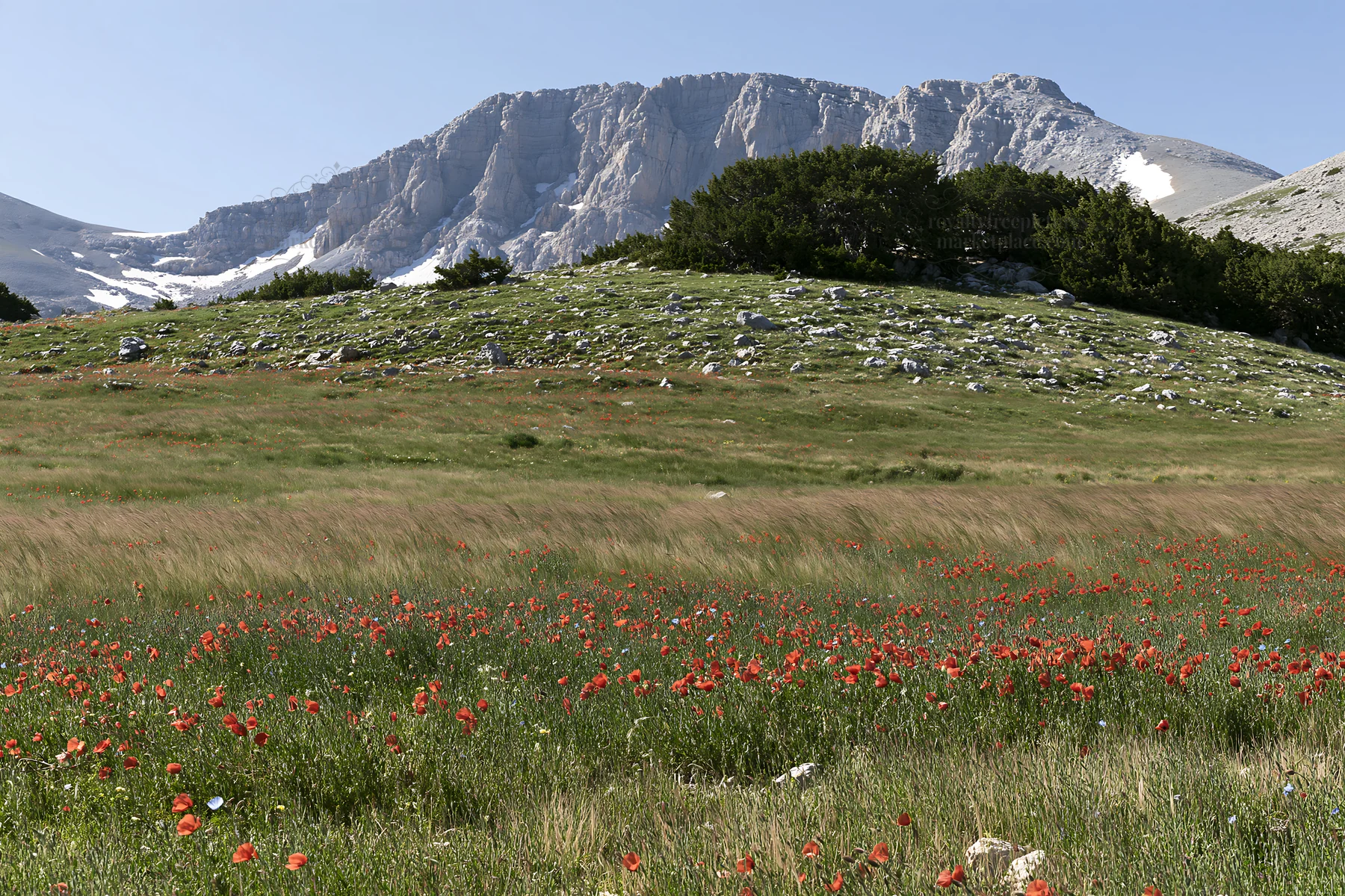 Poppy flax meadow with mountain backdrop in bright daylight - AI-generated stock image