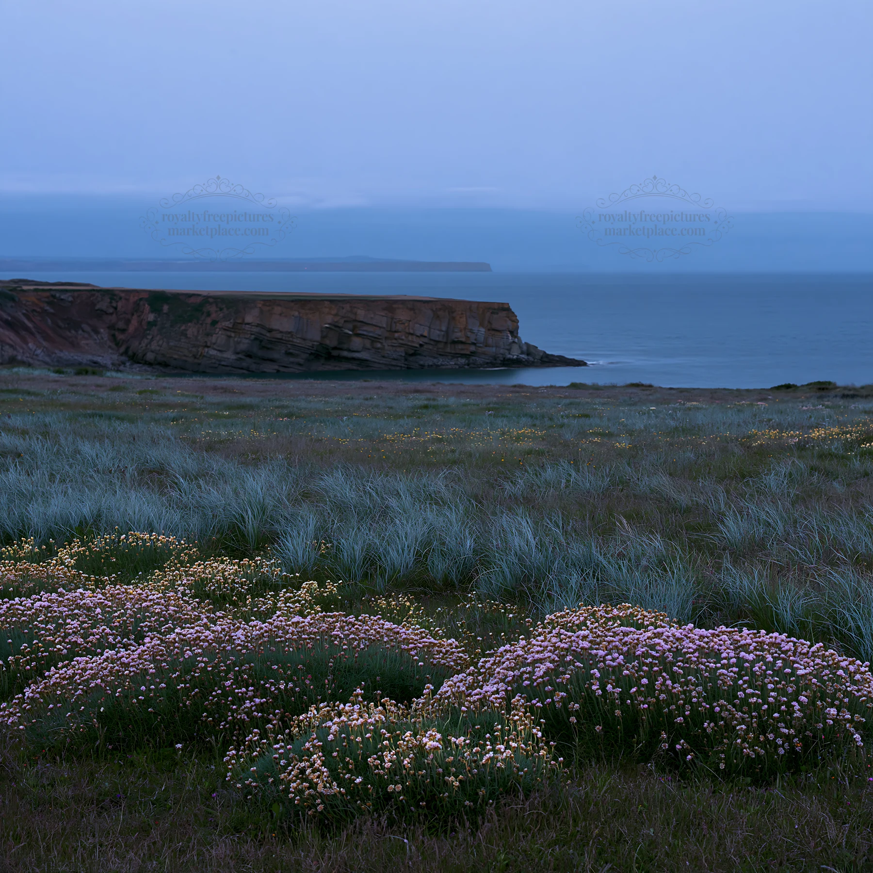 Coastal meadow with flowers and cliffs at dusk - AI-generated stock image