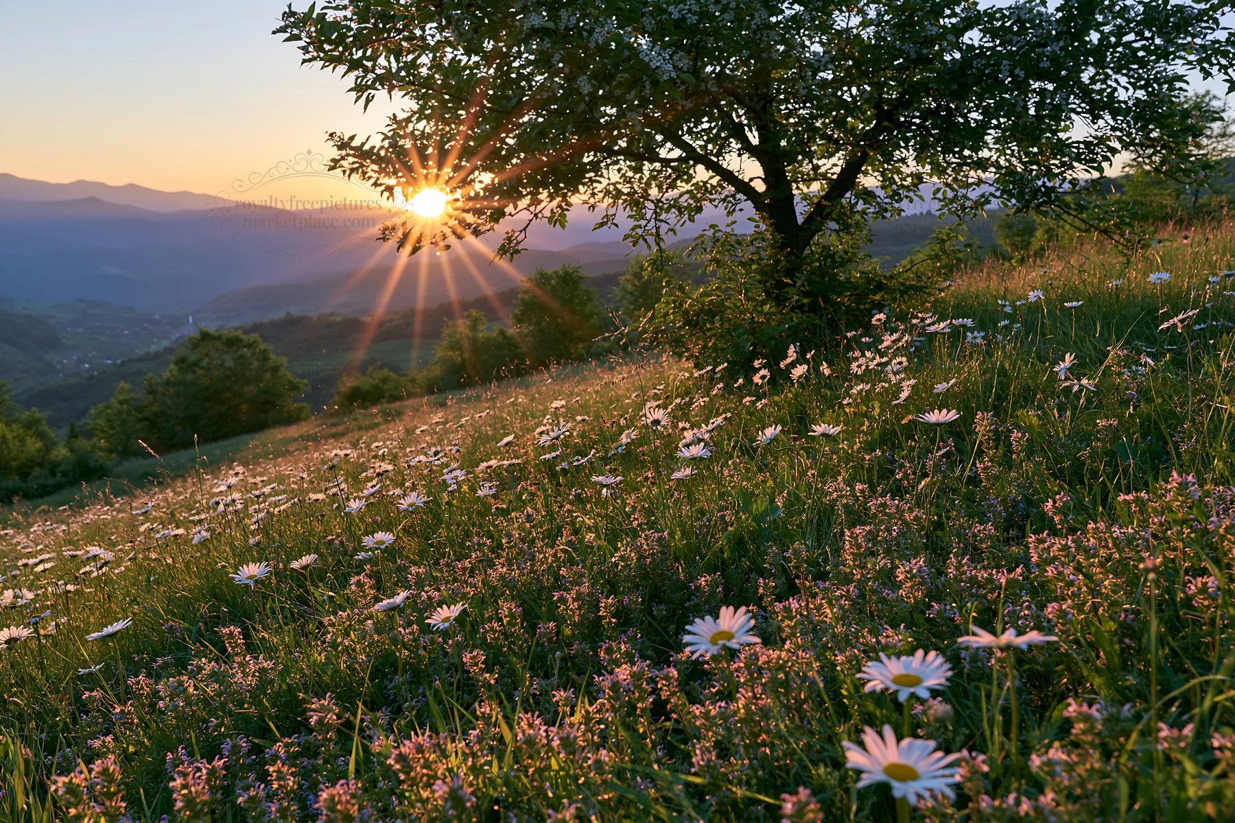 Transylvania summer hay meadows under sunset glow - AI-generated stock image