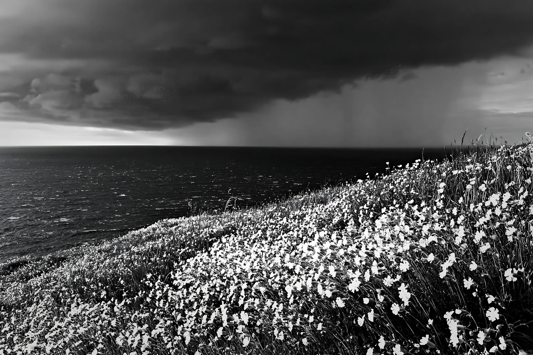 Black and white clifftop meadow with flowers overlooking the ocean - AI-generated stock image