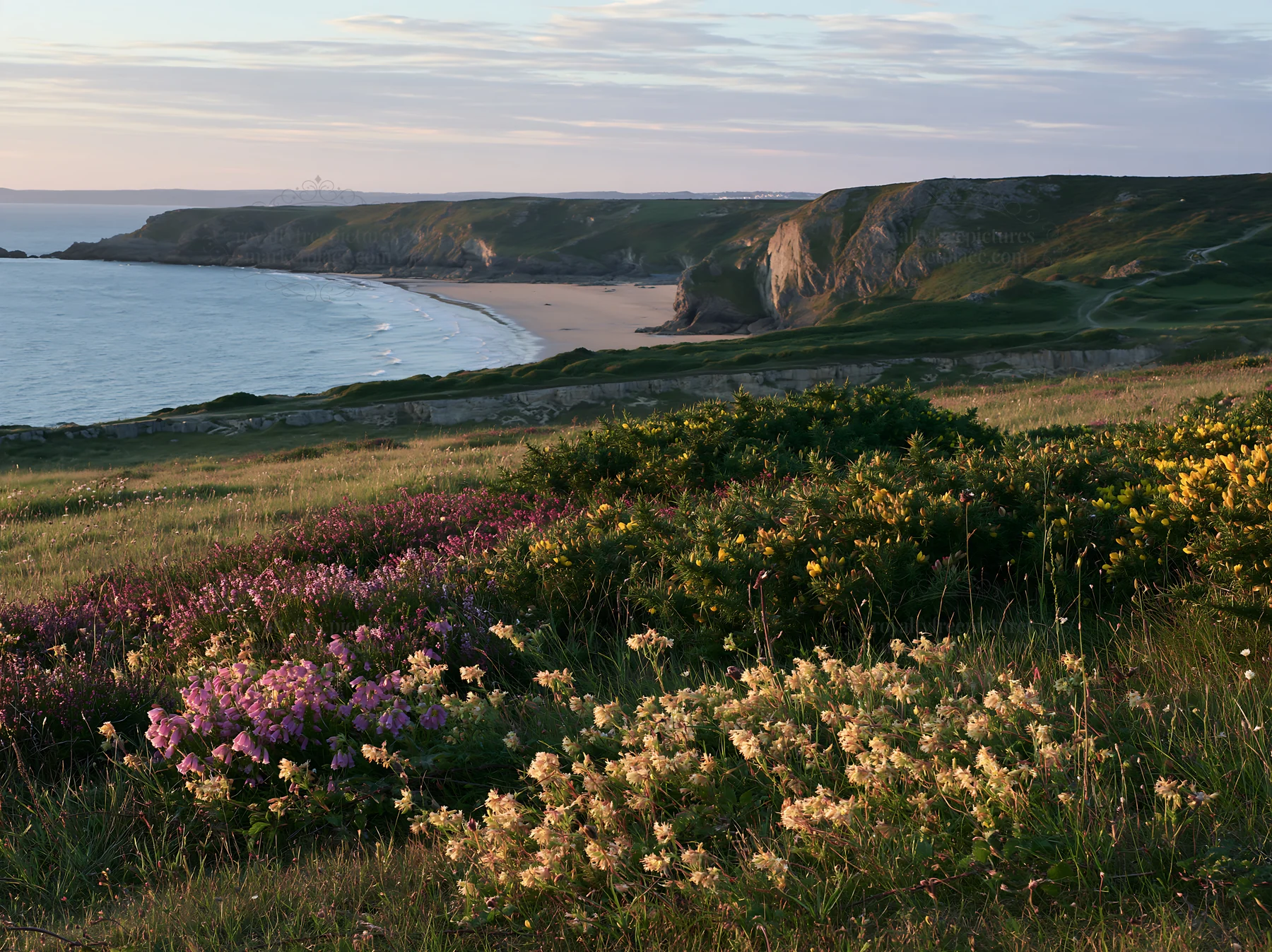 Coastal meadow with flowers and a view of the beach - AI-generated stock image