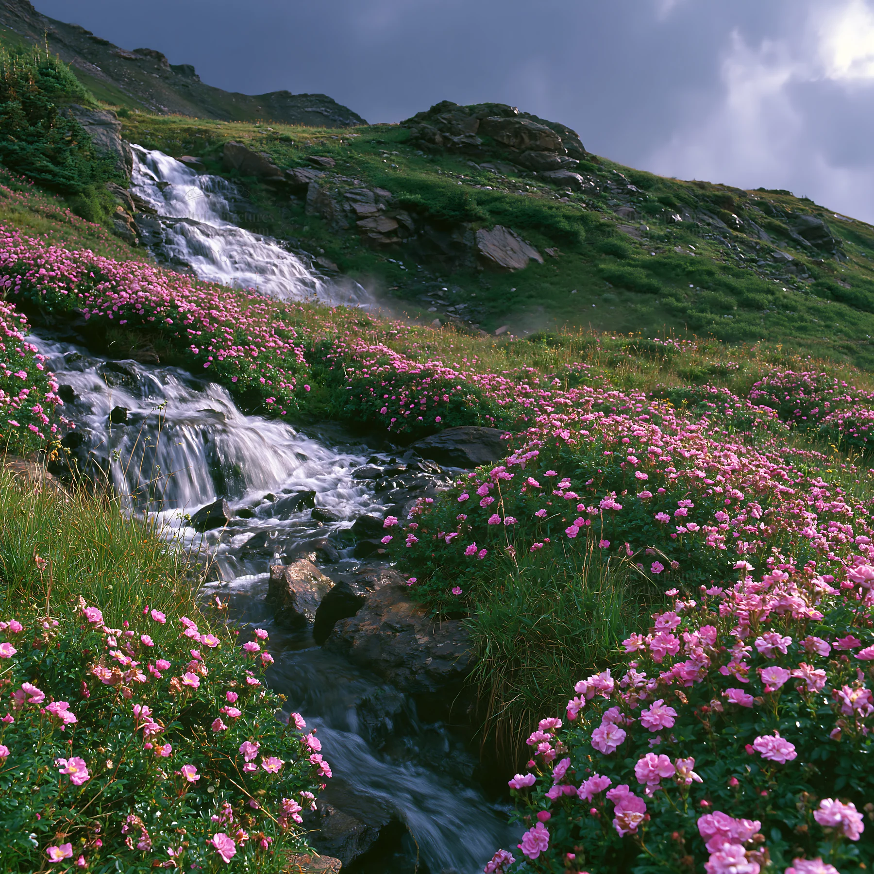 Waterfall flowing through rose meadow in mountainous area - AI-generated stock image