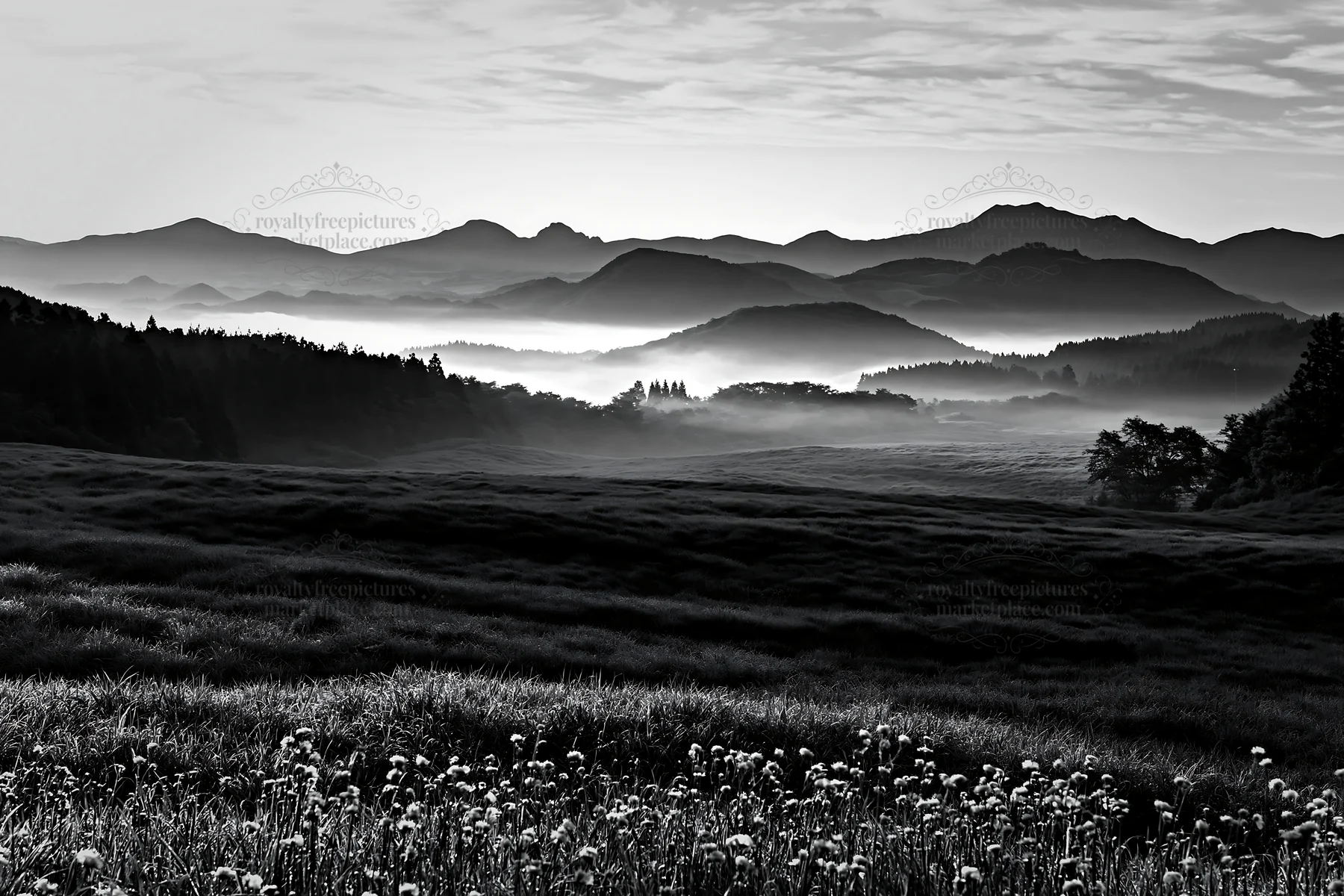Miyazaki sunrise over meadow with dew covered sedges - AI-generated stock image
