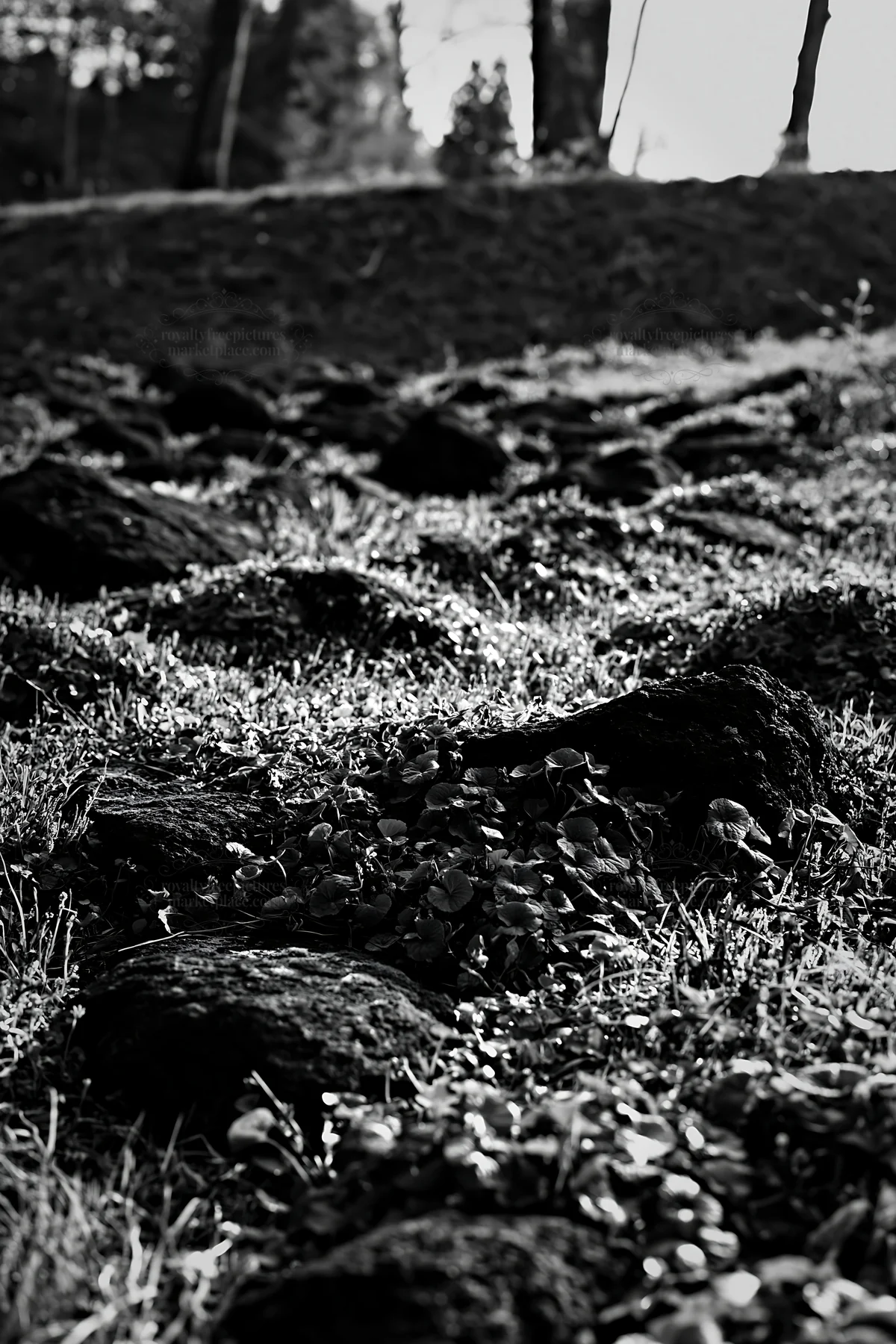 Yamanashi meadow with basalt stones and greenery - AI-generated stock image