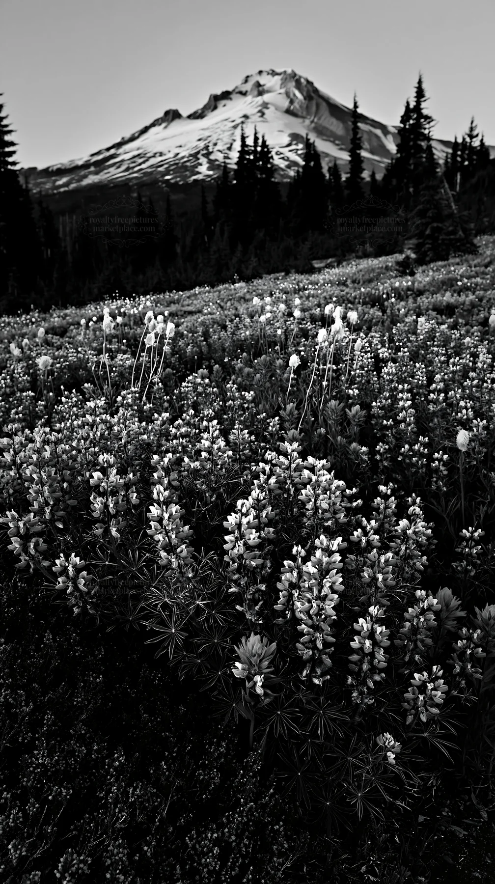 Colorful lupine meadow with mountain in the background - AI-generated stock image