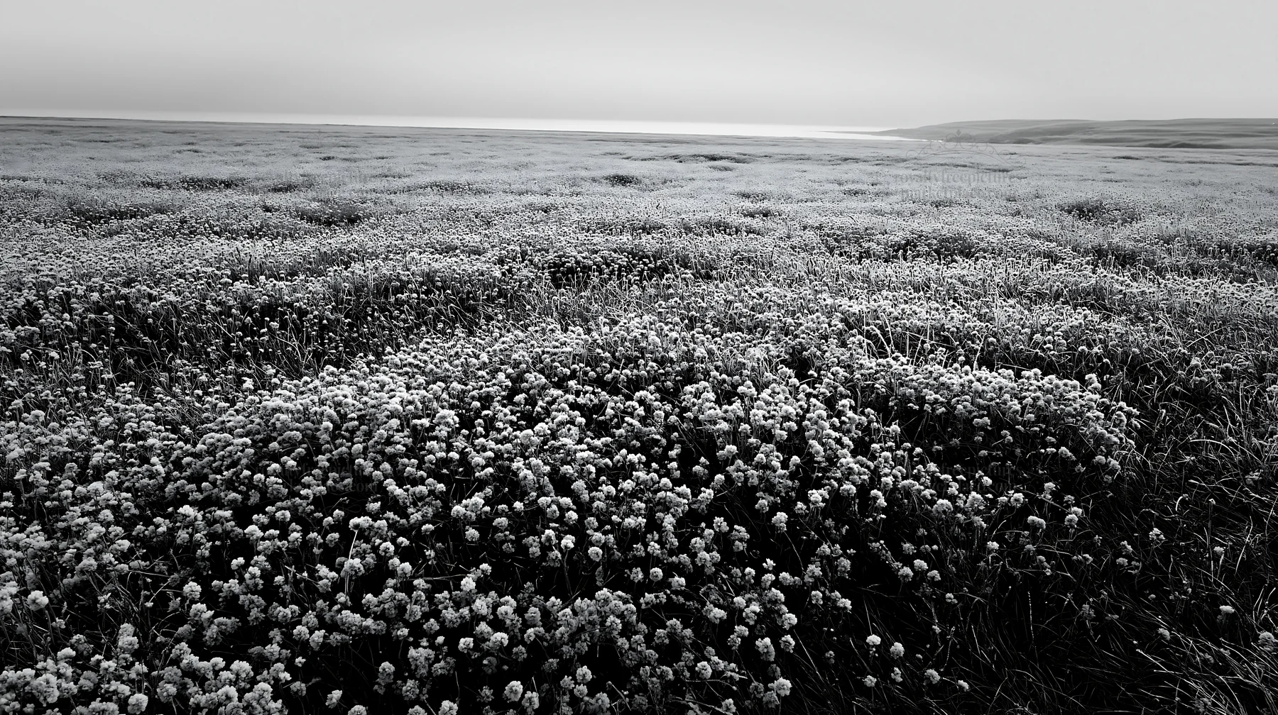 Black and white silver dew meadow with flowers covering vast land area - AI-generated stock image