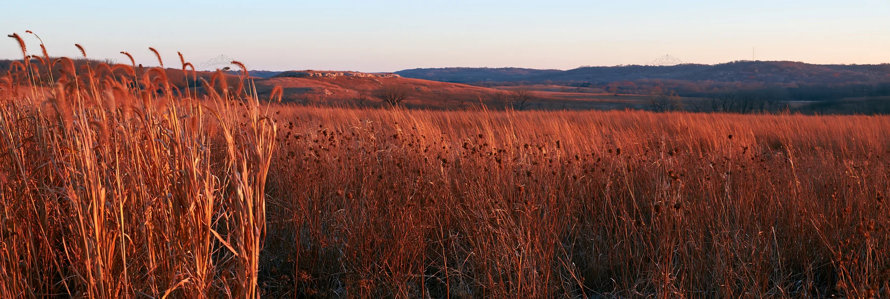 Meadow seedheads backlit at dusk in a rural setting - AI-generated stock image