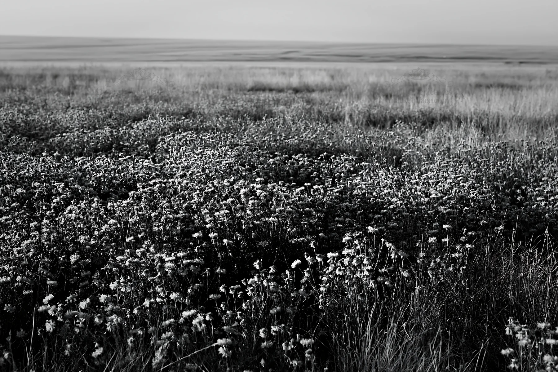 Violet knapweed meadow in black and white landscape - AI-generated stock image