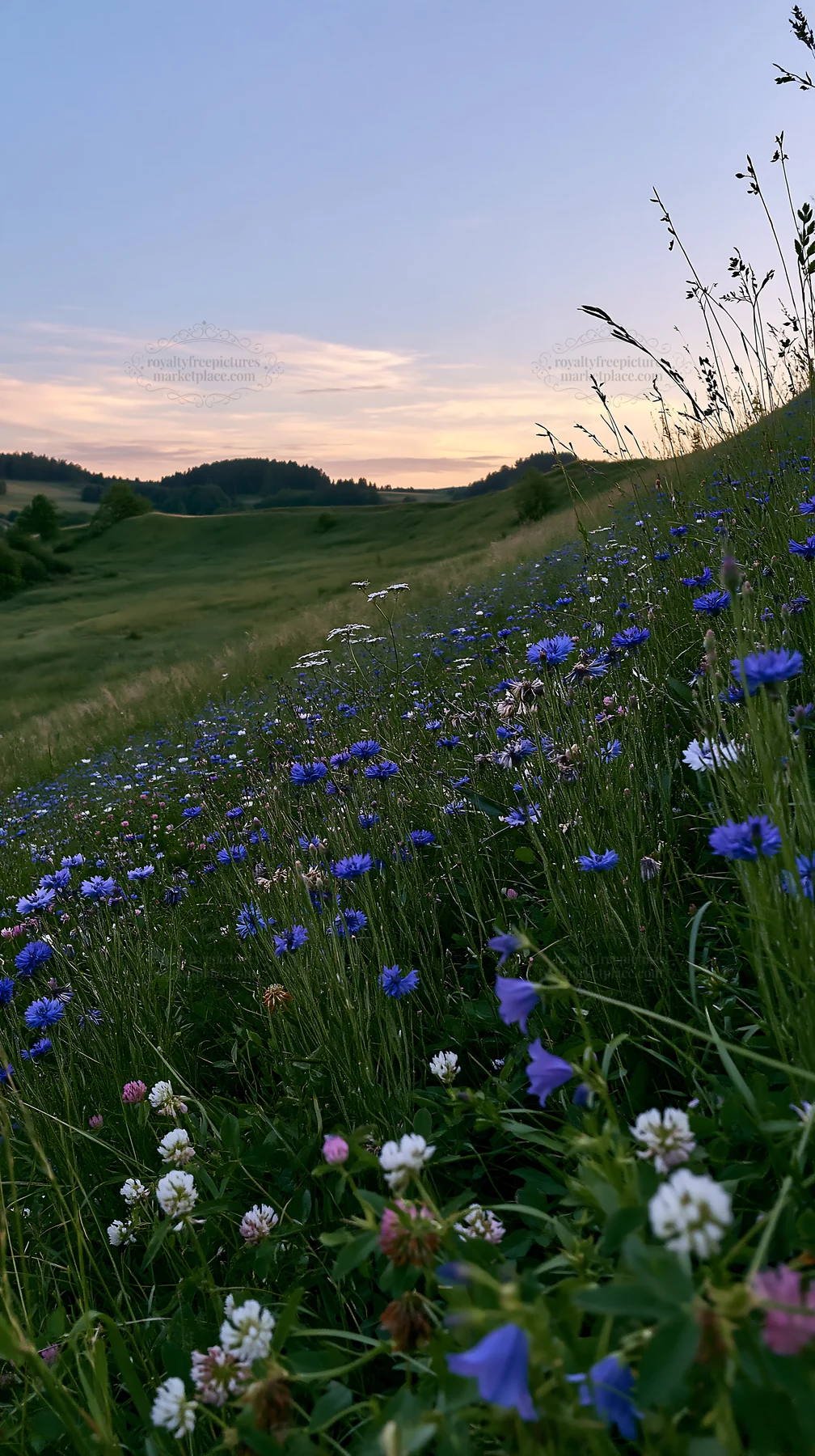 Clover cornflower meadow at sunset with rolling hills - AI-generated stock image