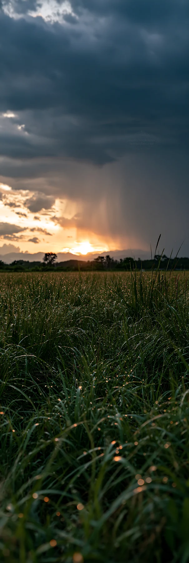 Niigata floodplain restoration meadow dew foreground - AI-generated stock image