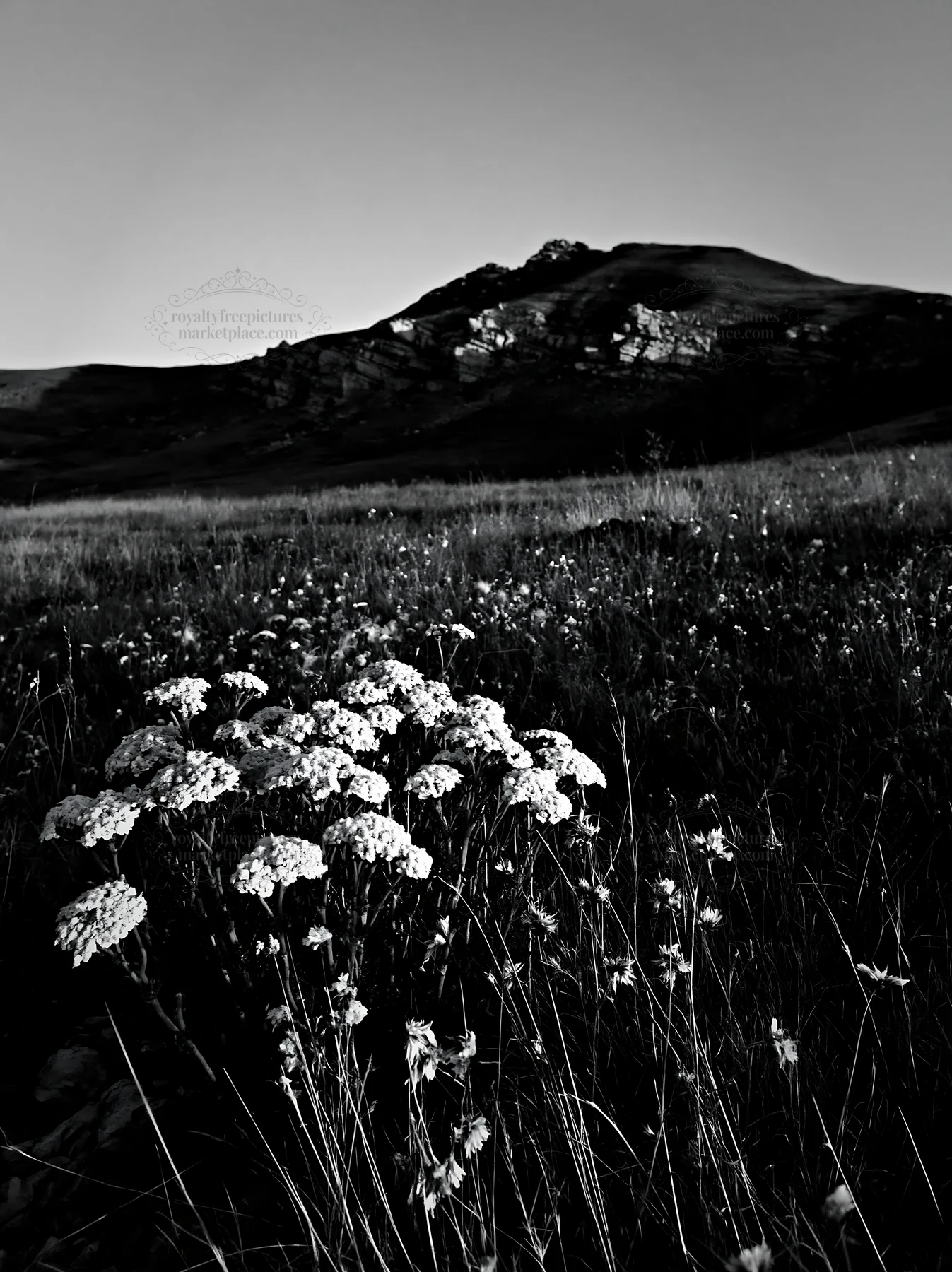 Twilight meadow with yarrow flowers and distant hills - AI-generated stock image