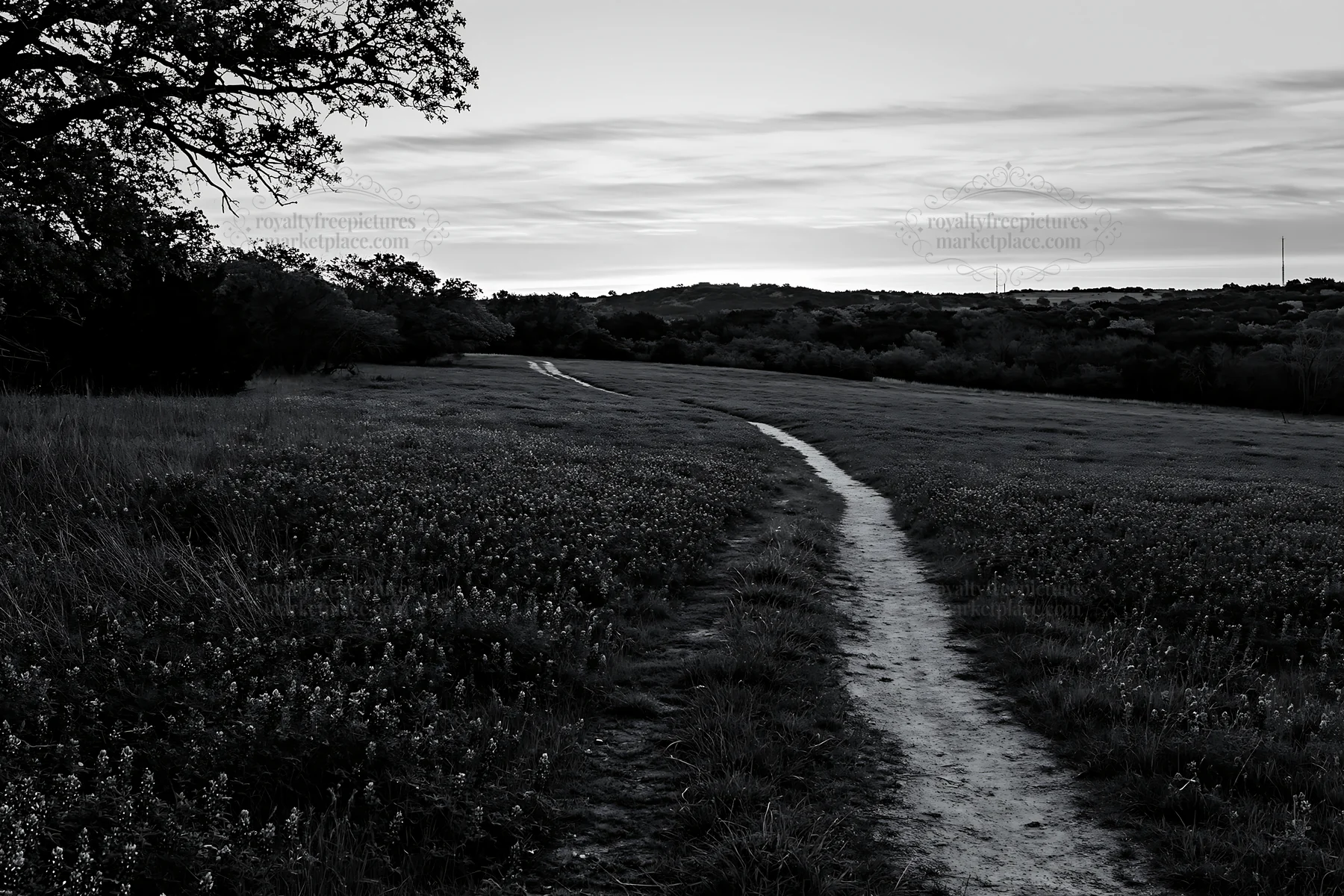 Bluebonnet meadow at sunrise with winding path - AI-generated stock image