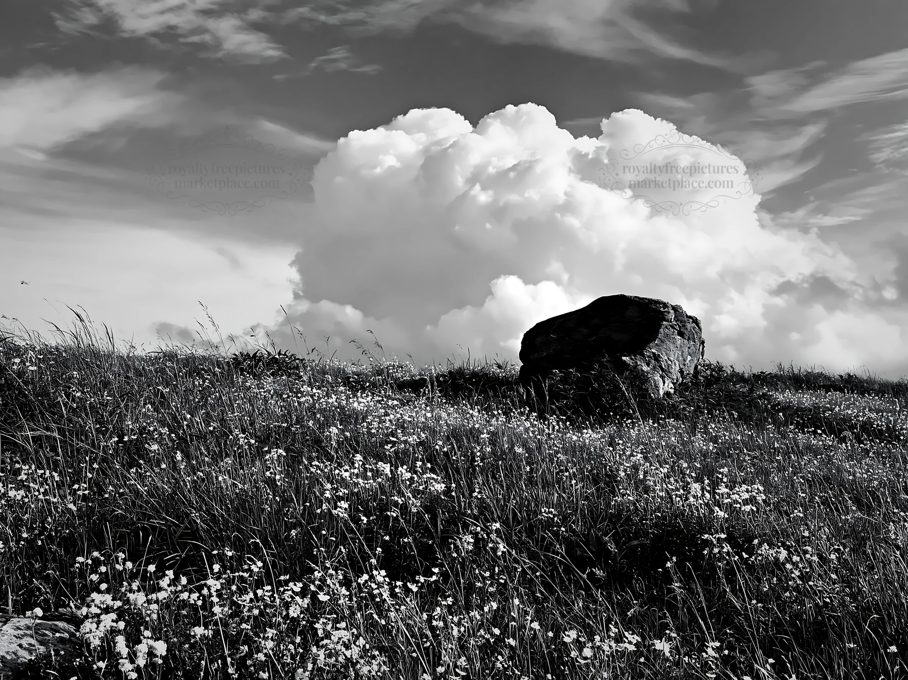 Black and white aomori climate resilient meadow with boulder under blue sky - AI-generated stock image
