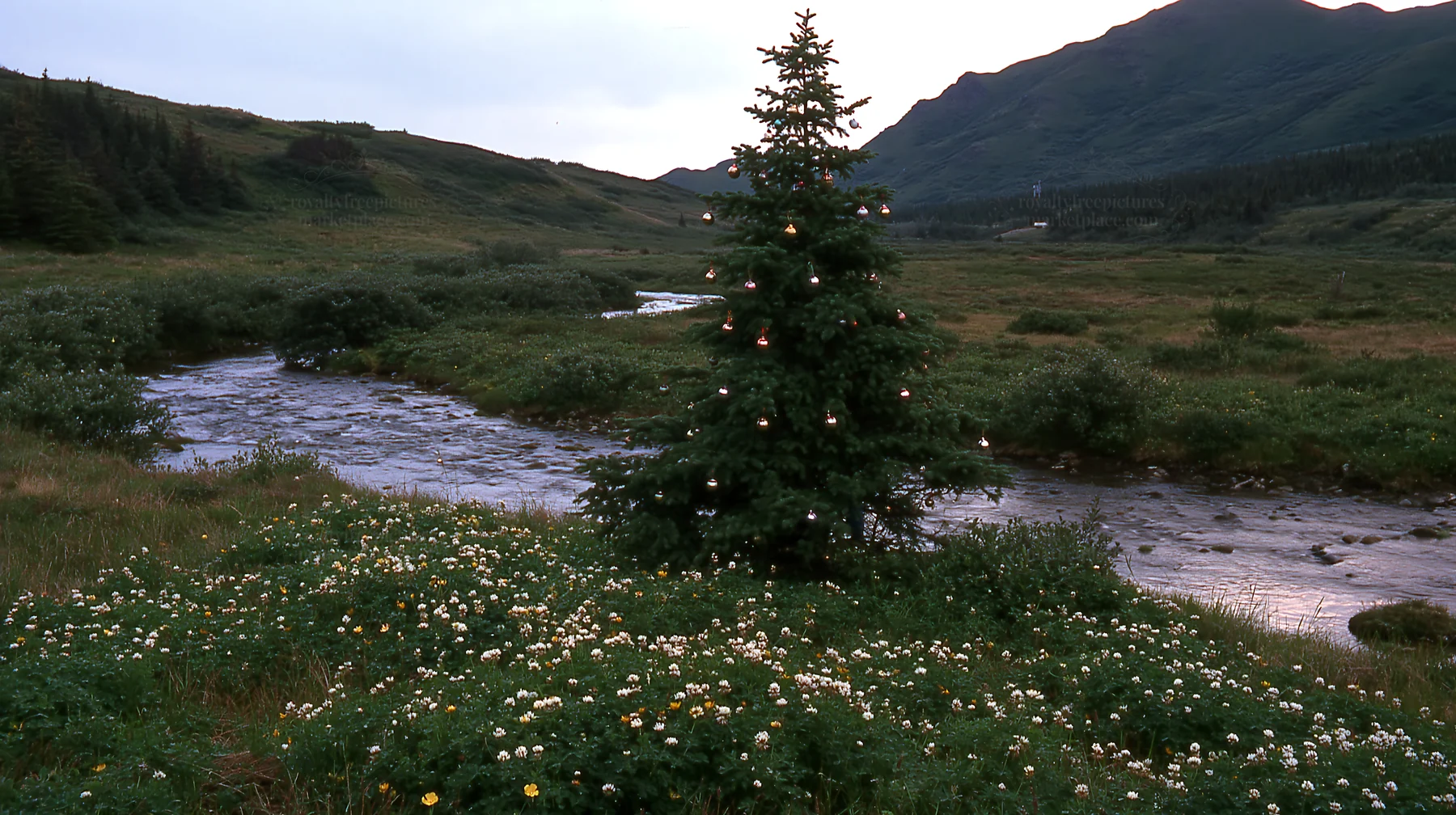 Christmas tree at dusk beside stream in meadow - AI-generated stock image