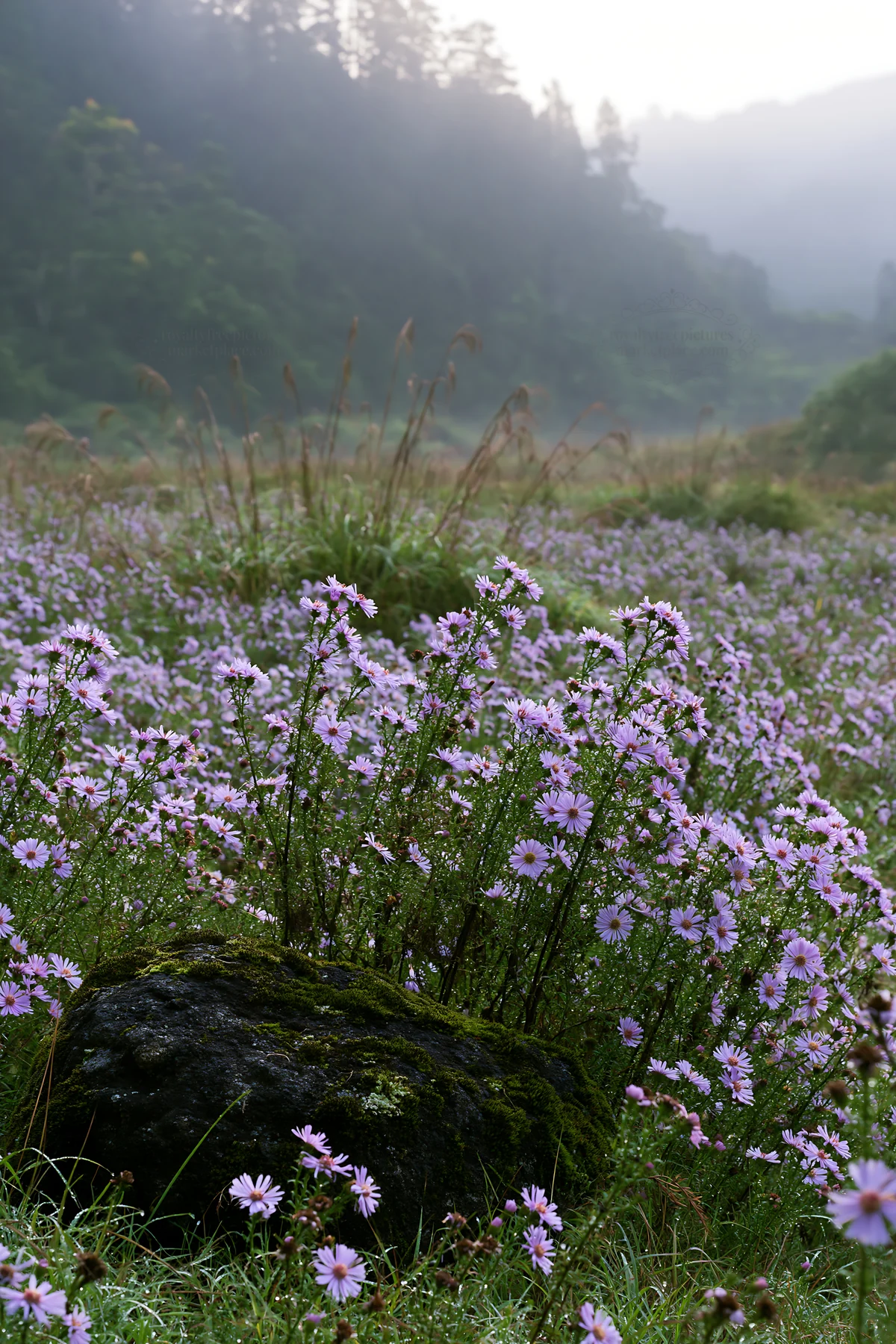 Misty meadow with moss covered stones and flowers in Shimane - AI-generated stock image