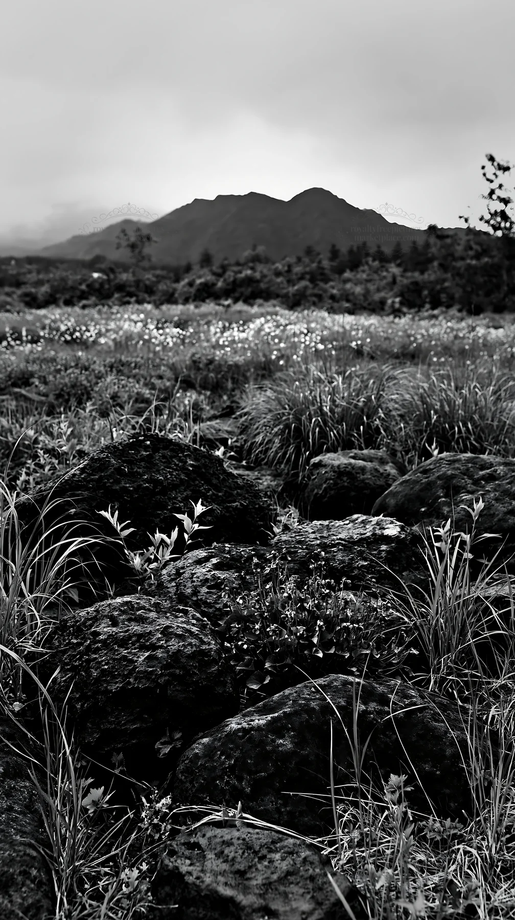 Black and white yamanashi regenerative meadow with basalt stones and wildflowers - AI-generated stock image