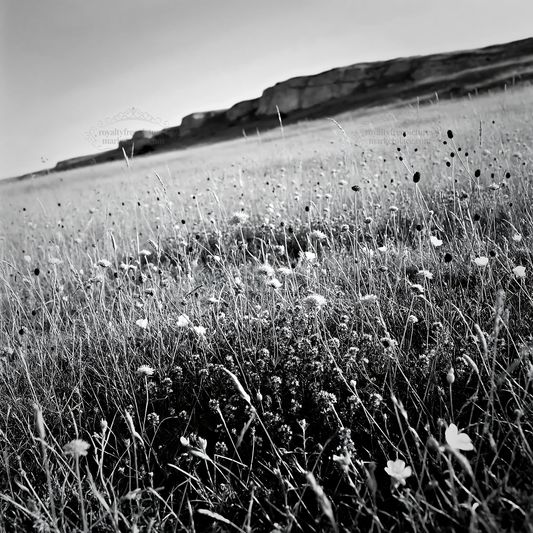 Sunny dry meadow filled with flowers and open space - AI-generated stock image