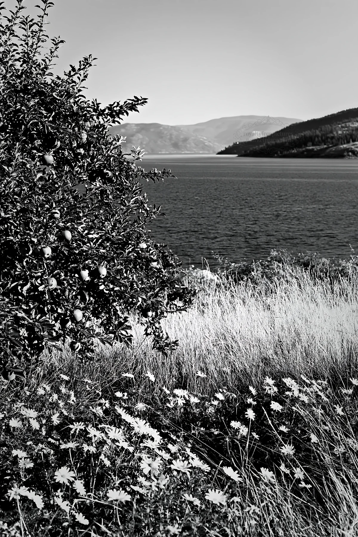 Lakeshore apple meadow with flowers and water in the background - AI-generated stock image