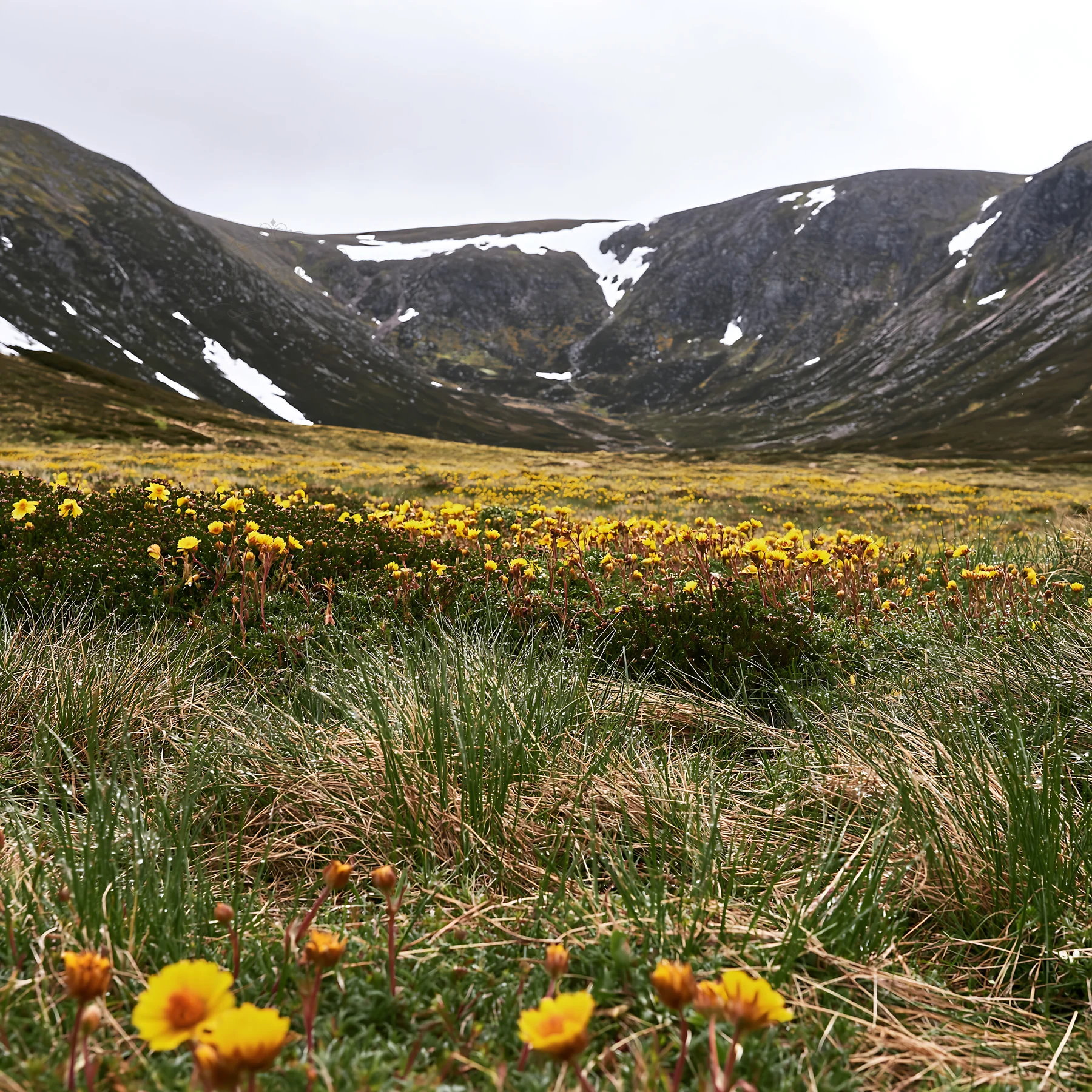Snowline meadow with flowers and mountains in the background - AI-generated stock image