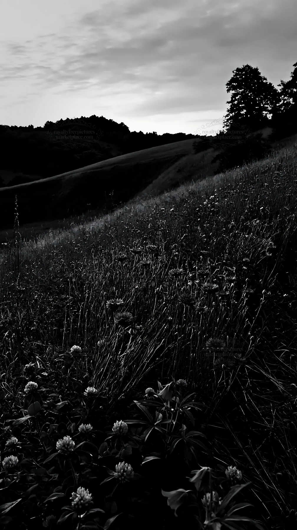 Clover and cornflower meadow under the evening sky - AI-generated stock image