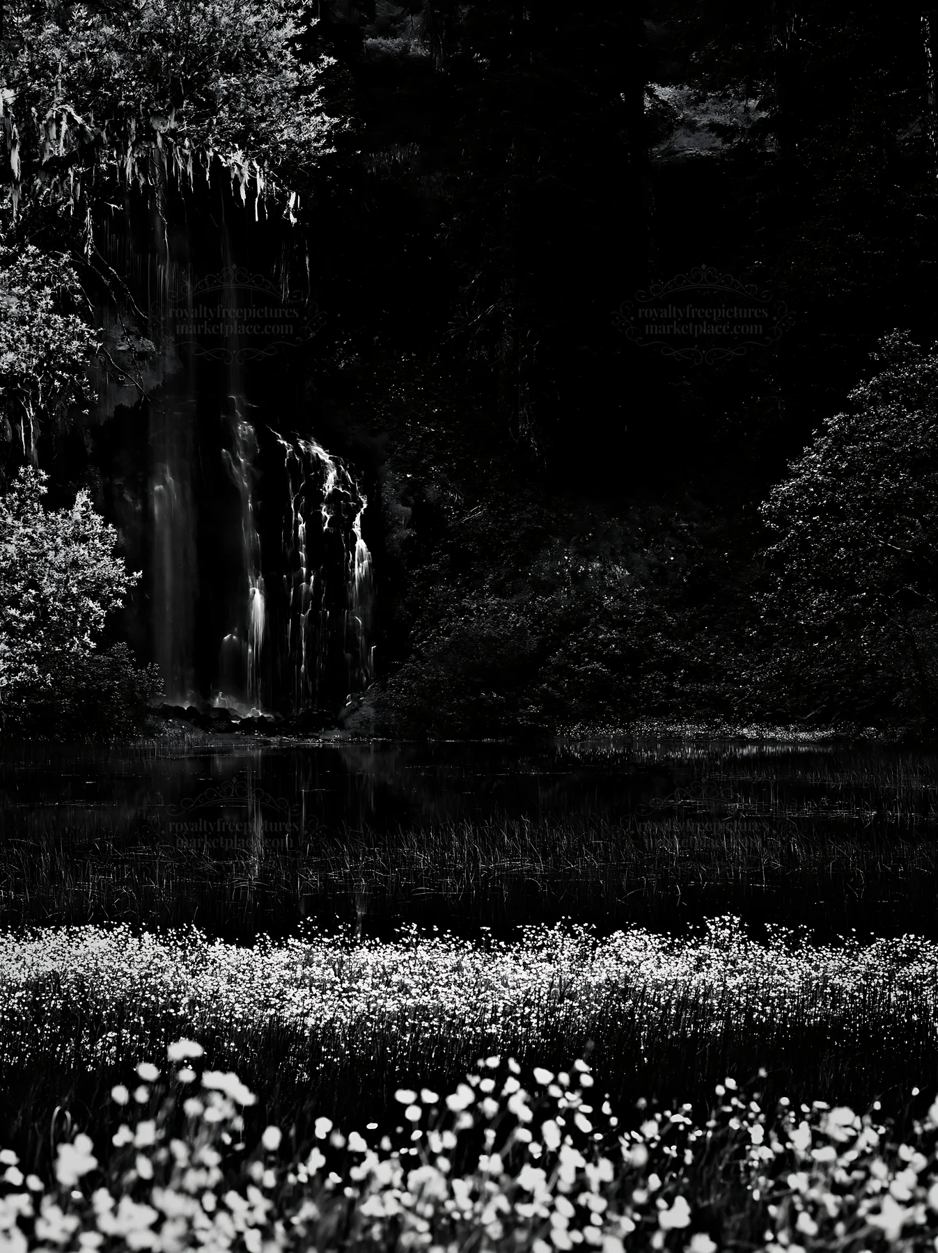 Flower meadow with waterfall reflection in black and white - AI-generated stock image