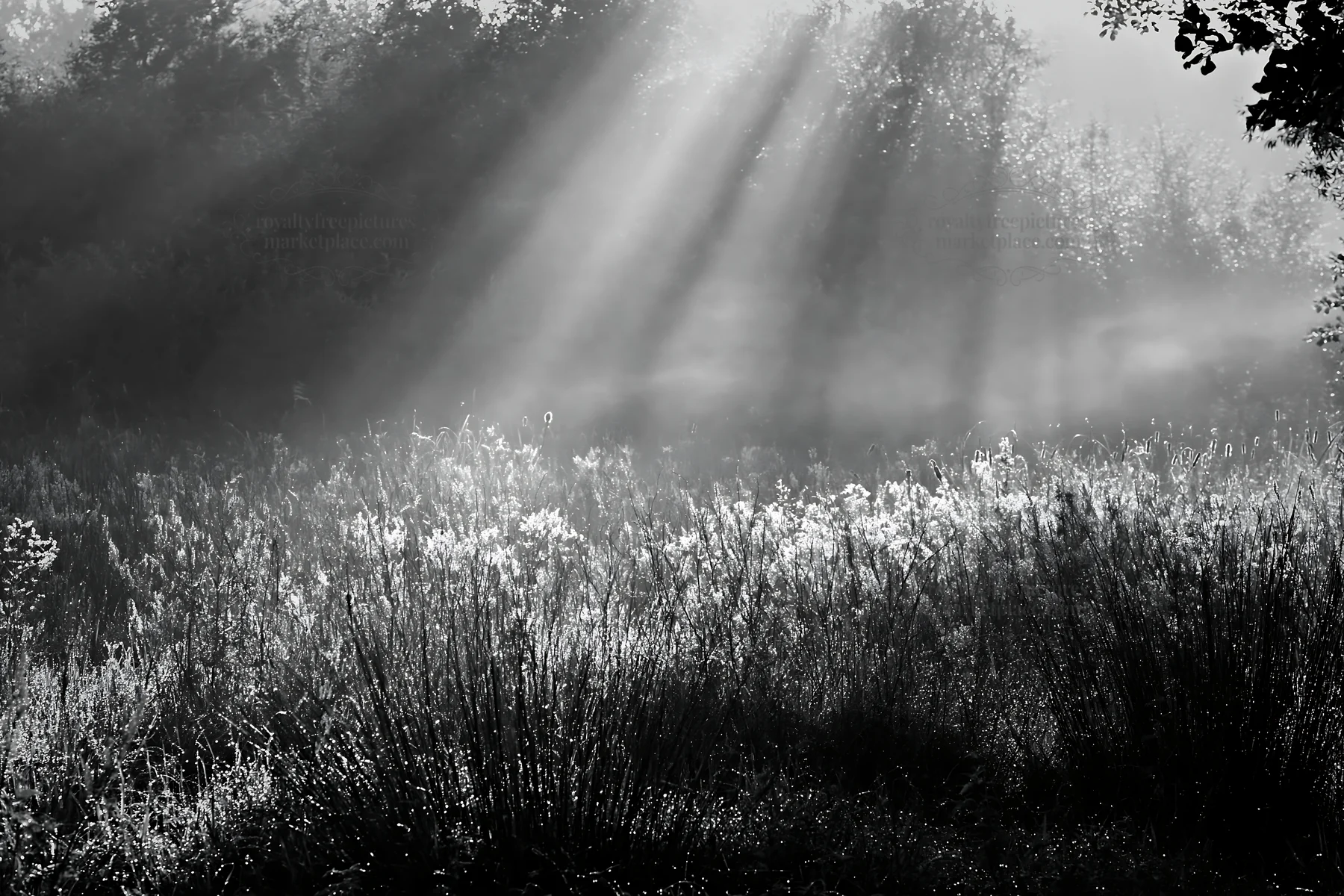 Sunlight shines on a meadow with dew - AI-generated stock image