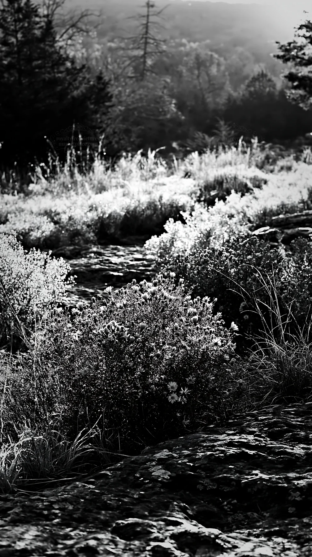 Black and white colorful aster meadow with sunlight filtering through the scene - AI-generated stock image