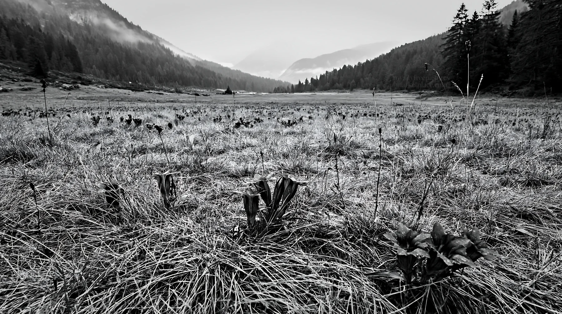 Swiss alpine meadow landscape under cloudy sky - AI-generated stock image