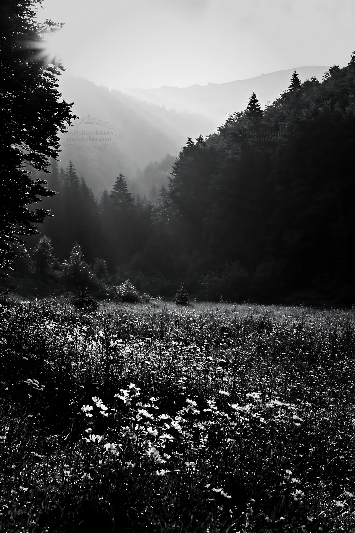 Light rays shine through Bucegi Mountains meadow - AI-generated stock image