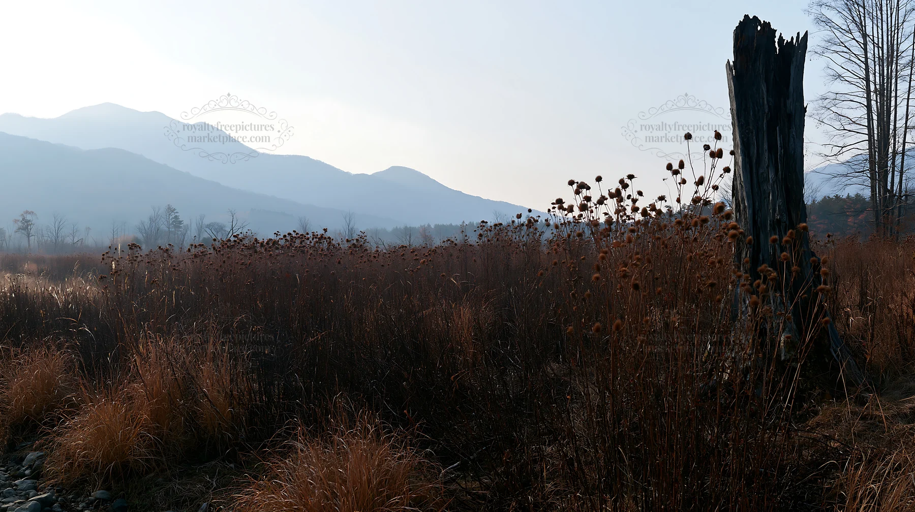 Fukushima native meadow with weathered stump - AI-generated stock image
