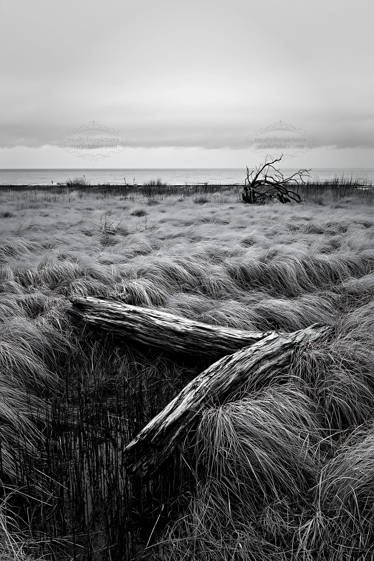 Black and white ishikawa coastal meadow storm washed driftwood among grass - AI-generated stock image