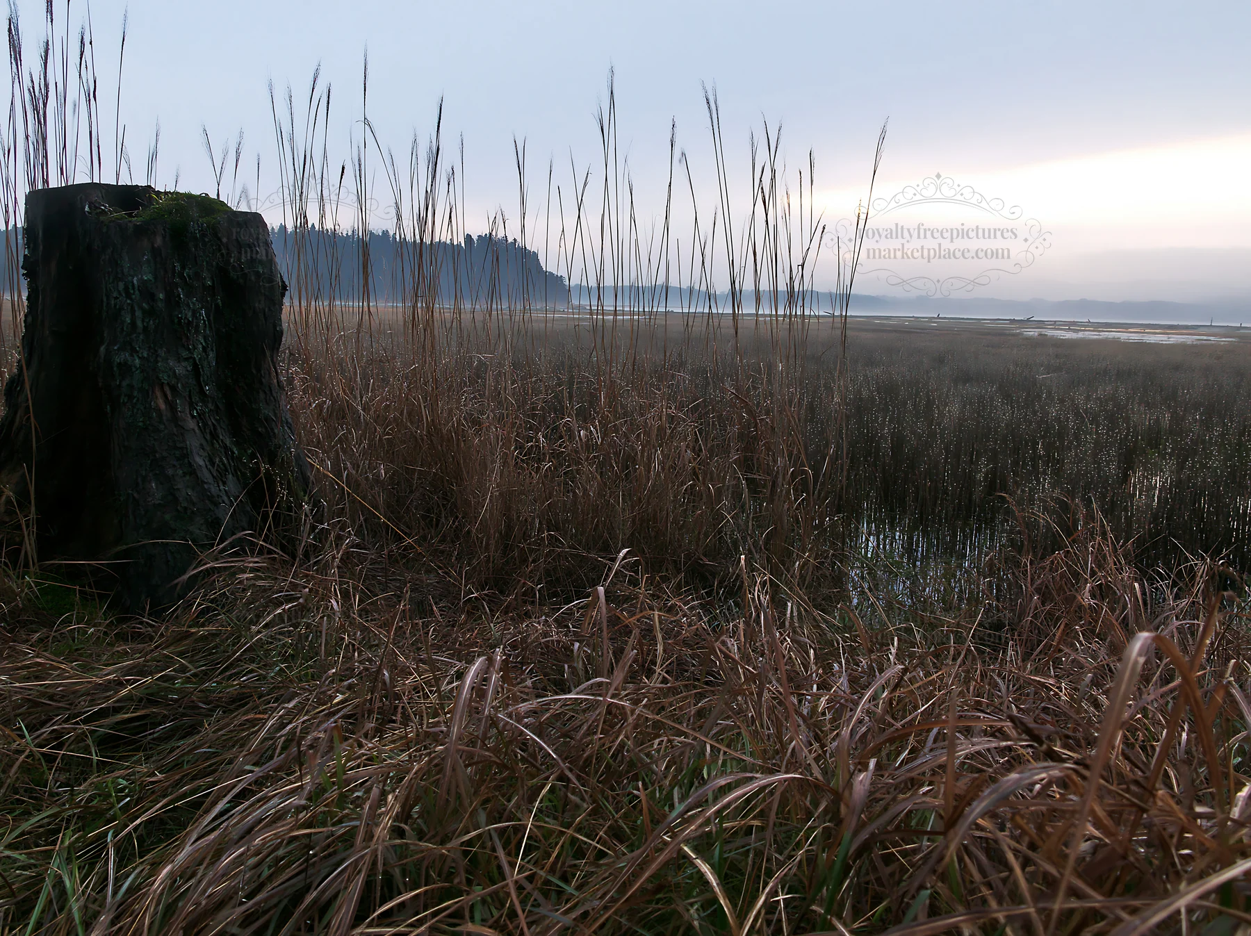 Fukushima native meadow with weathered stump - AI-generated stock image