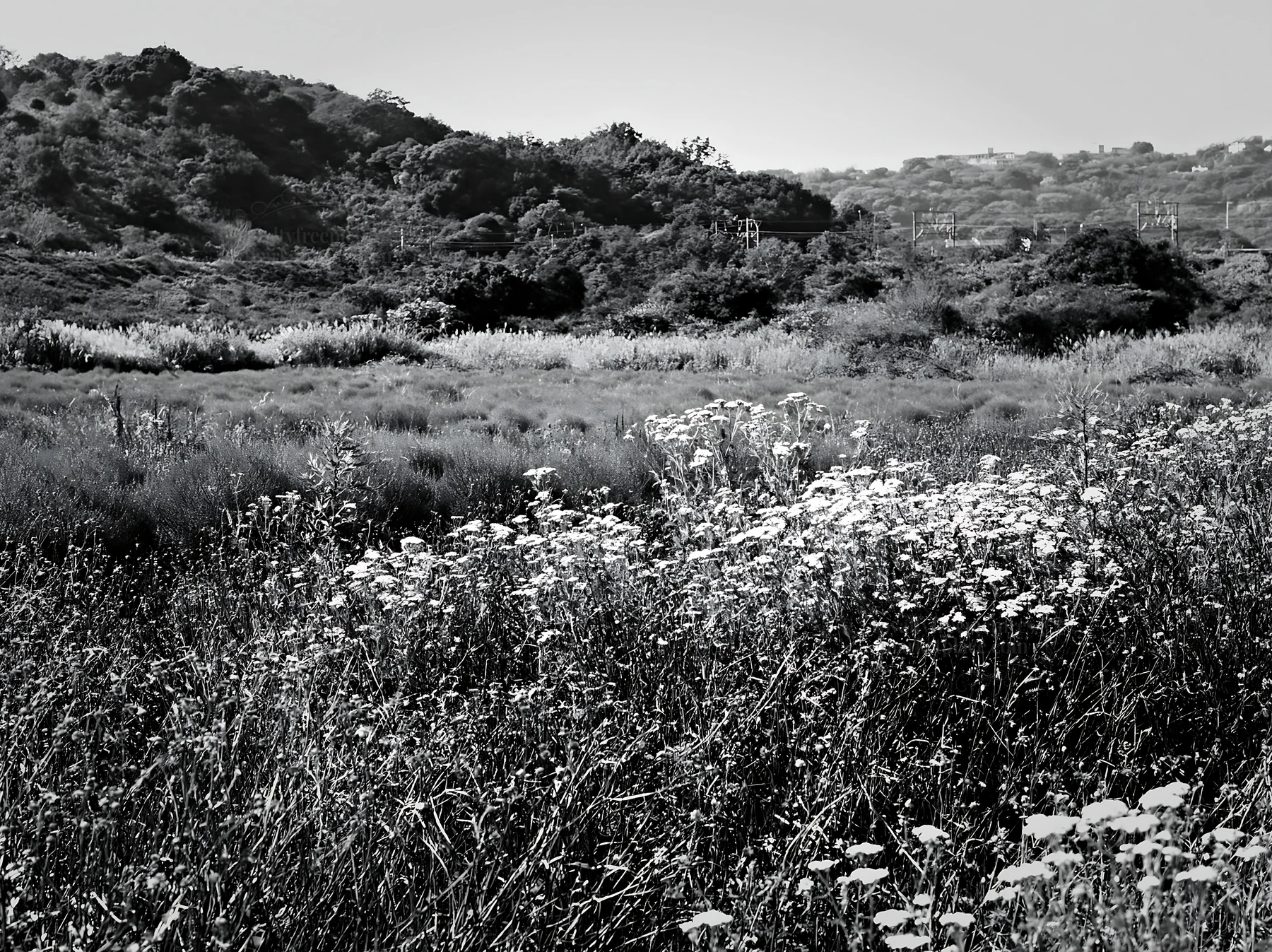 Black and white tokyo urban biodiversity meadow with seedheads and wildflowers - AI-generated stock image