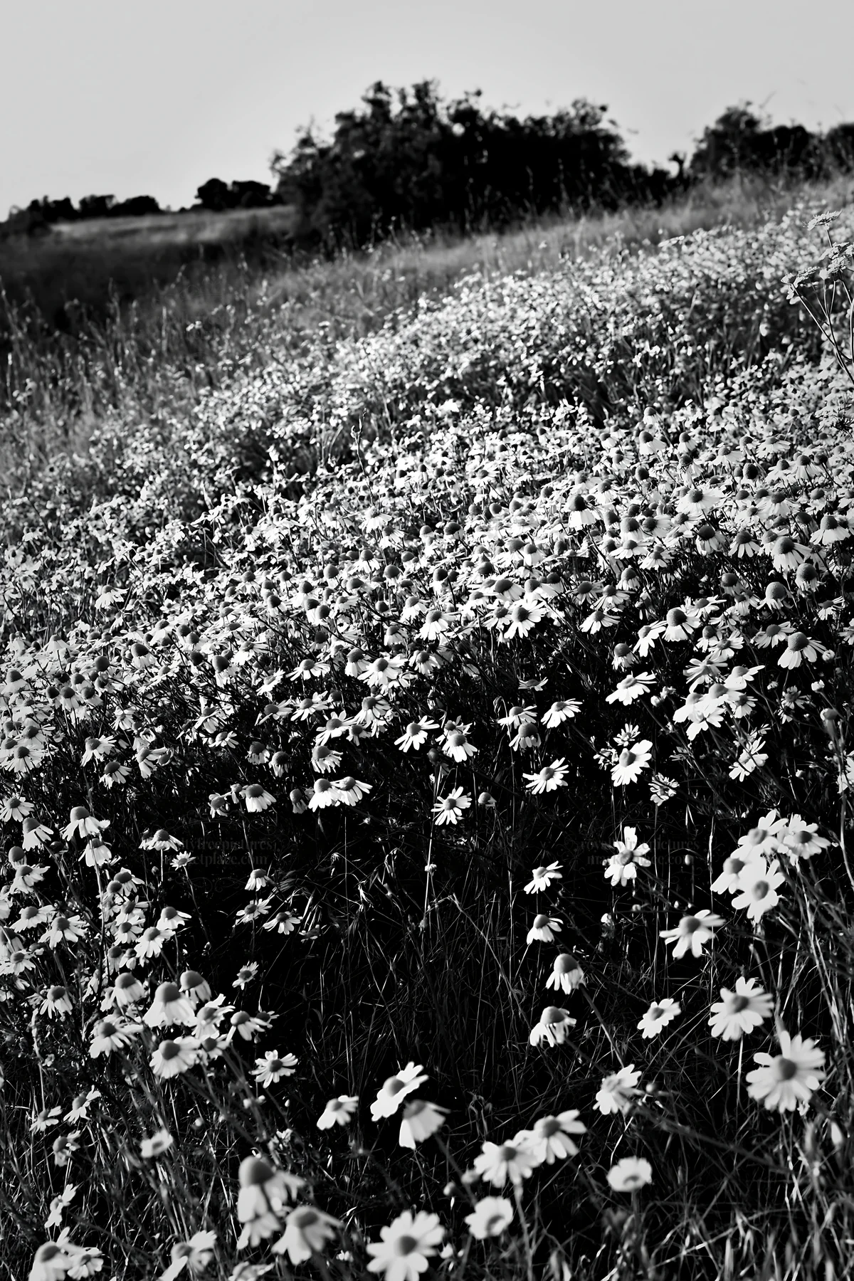 Black and white chamomile meadow for wellness campaign - AI-generated stock image
