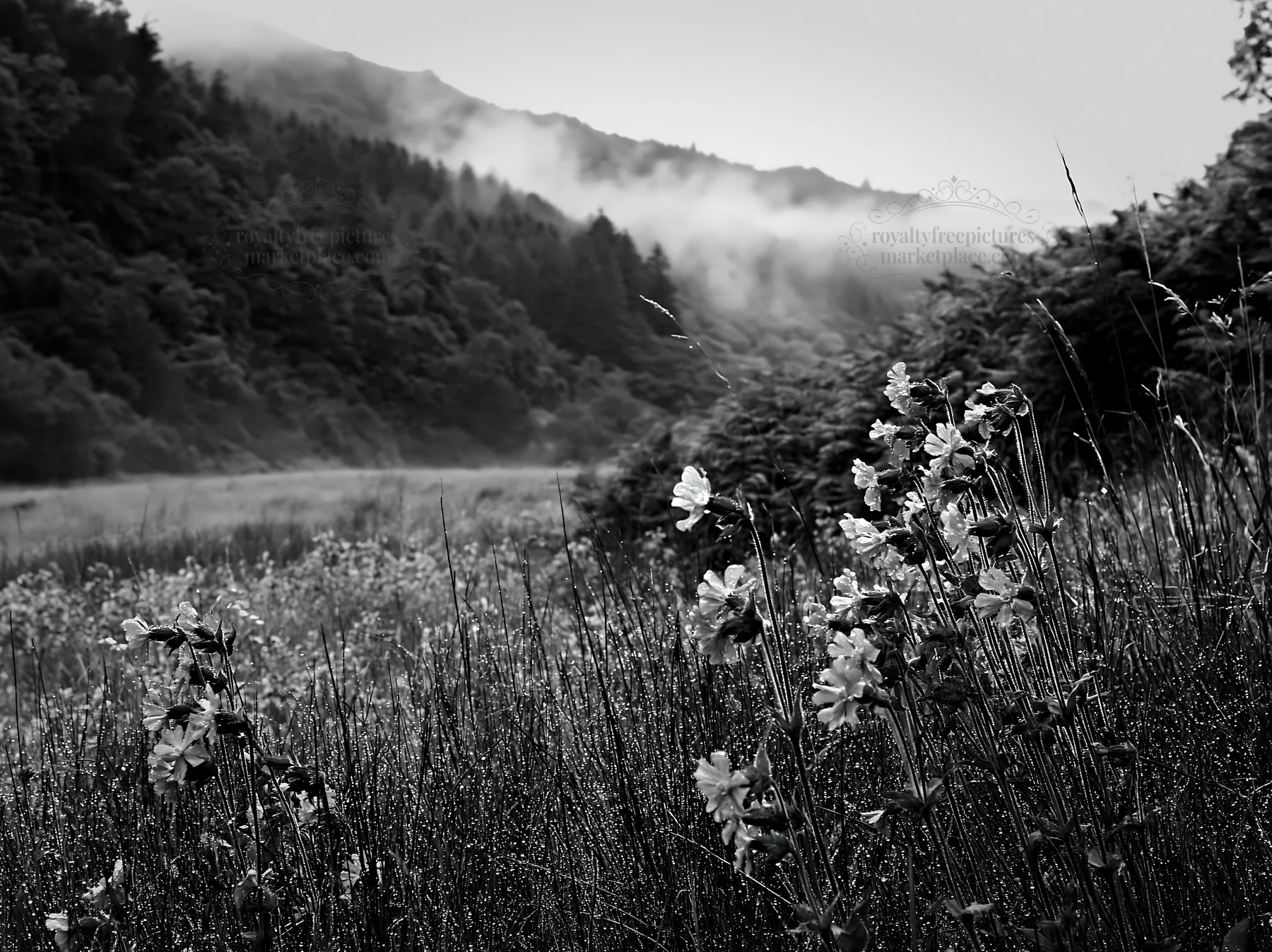Meadow with campion and foggy mountains in the background - AI-generated stock image