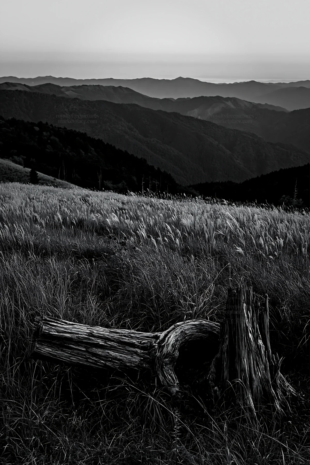 Black and white wakayama autumn meadow weathered wood foreground - AI-generated stock image