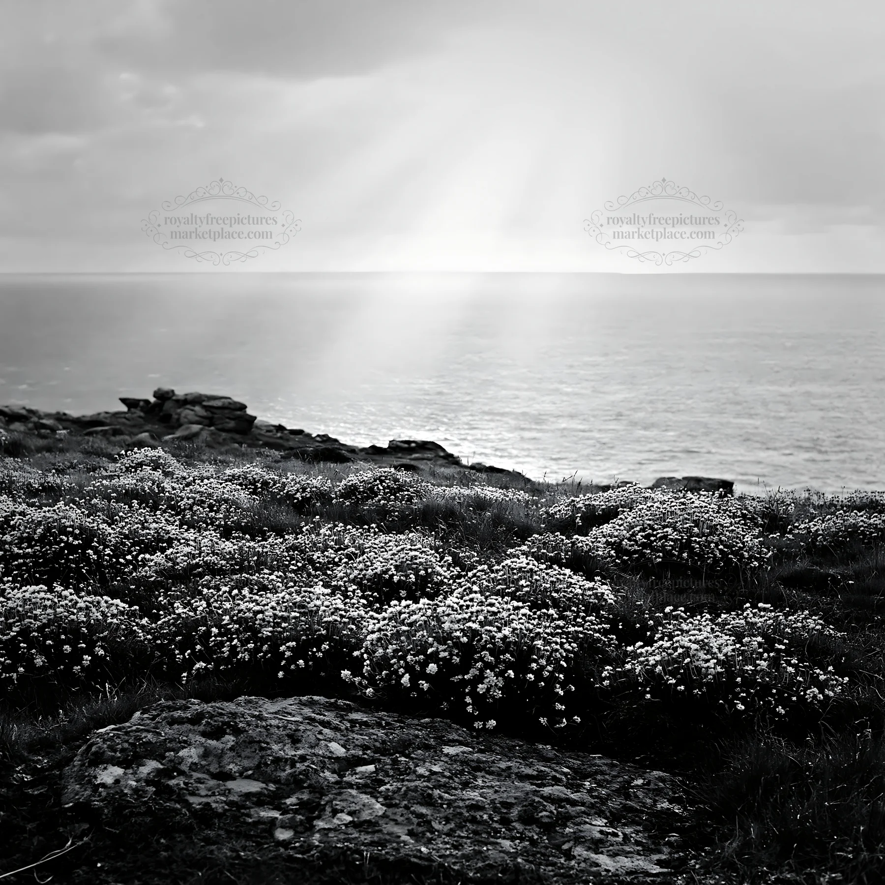 Black and white crepuscular rays illuminating a meadow by the ocean - AI-generated stock image